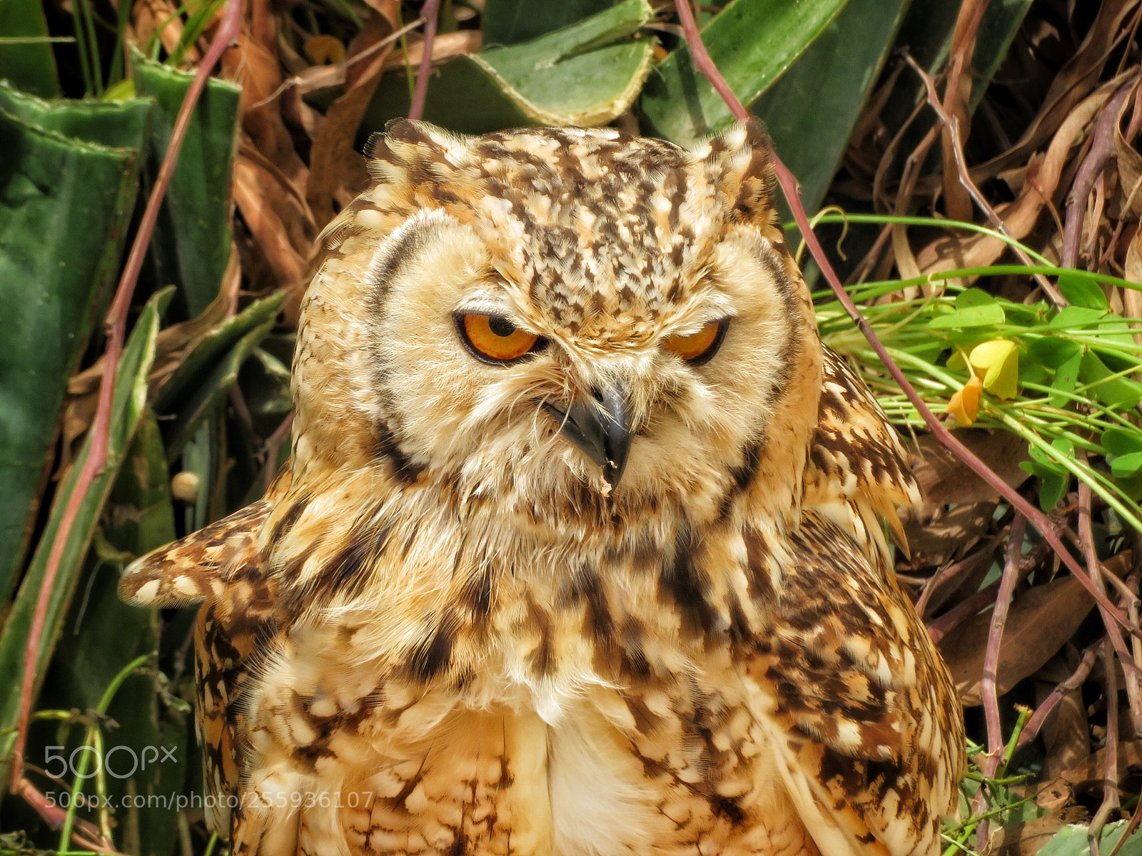 Canon PowerShot SX720 HS sample photo. Pharaoh eagle owl photography