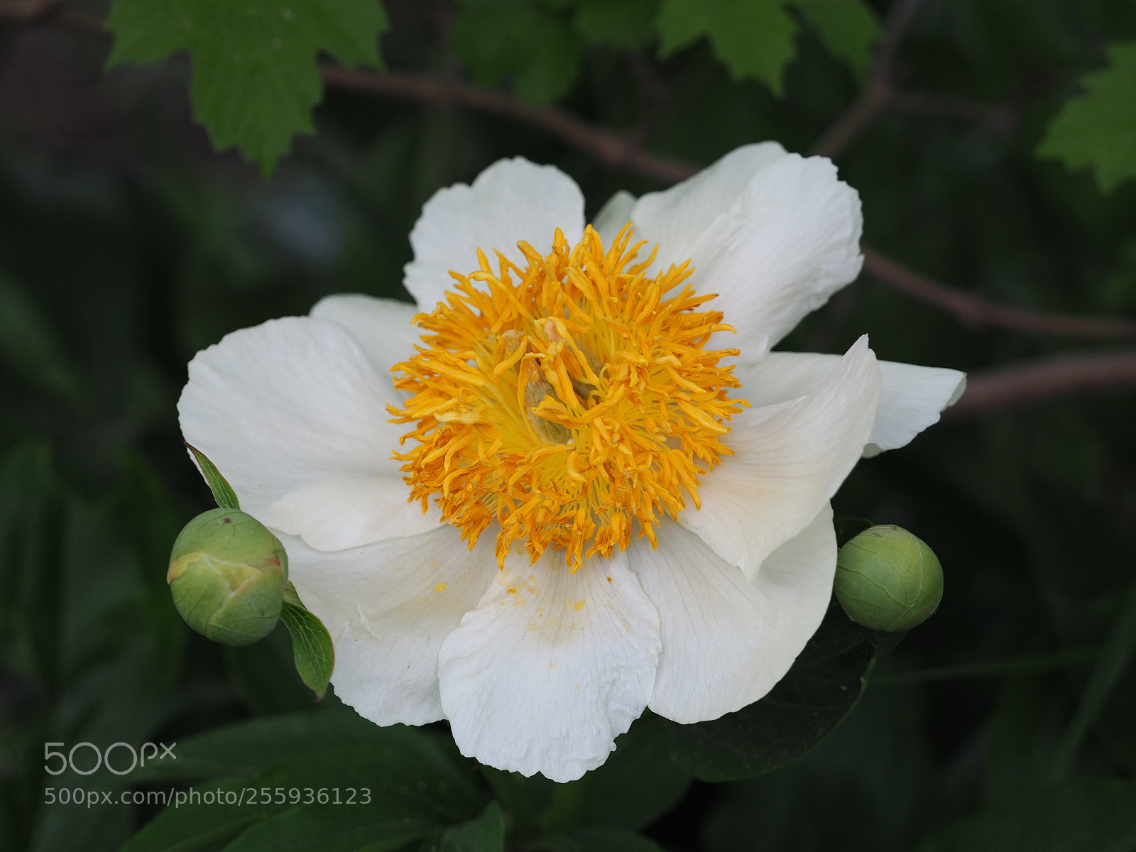 Olympus OM-D E-M5 II sample photo. Anemone photography