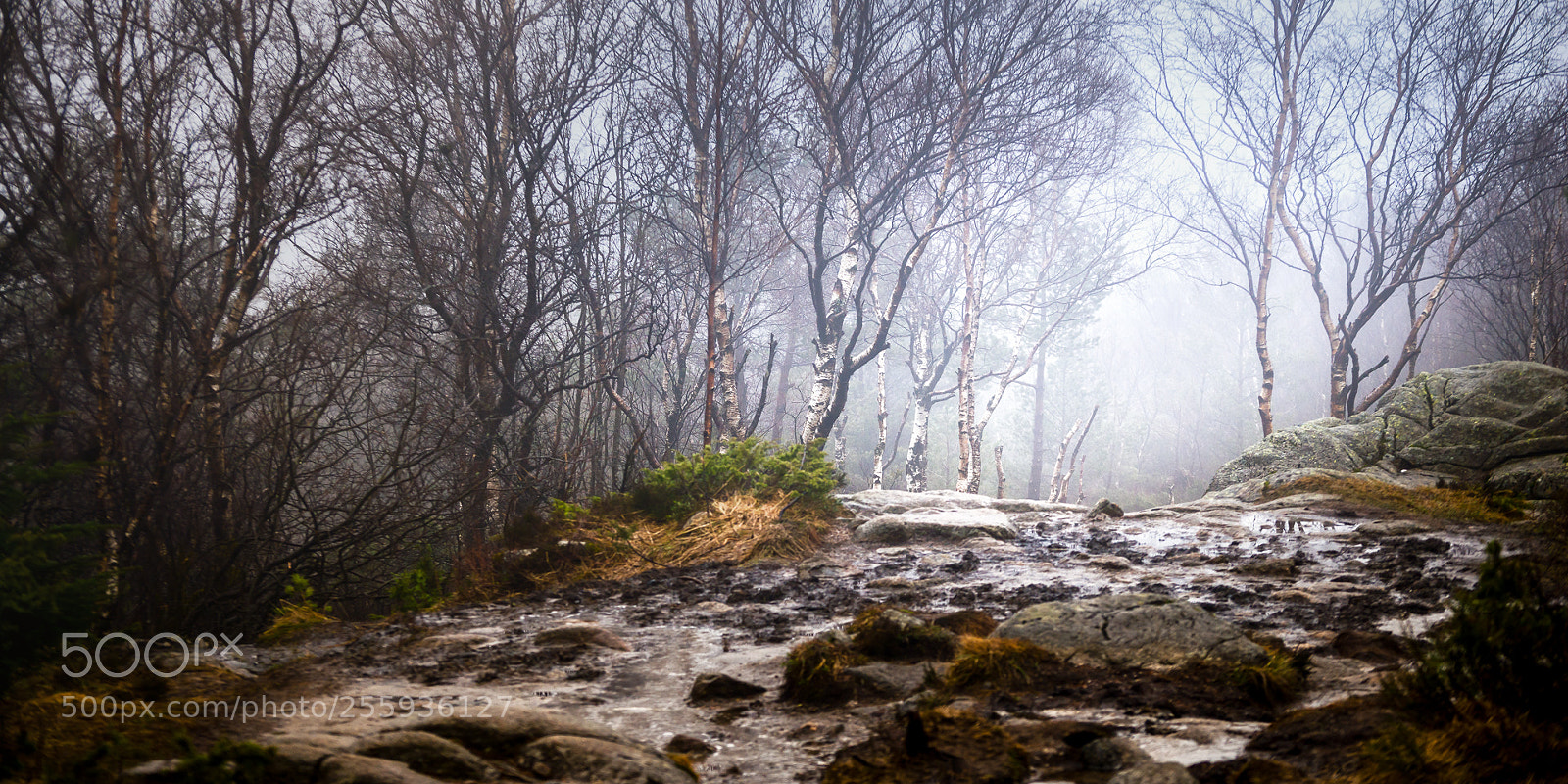 Nikon D800 sample photo. Foggy bergen photography