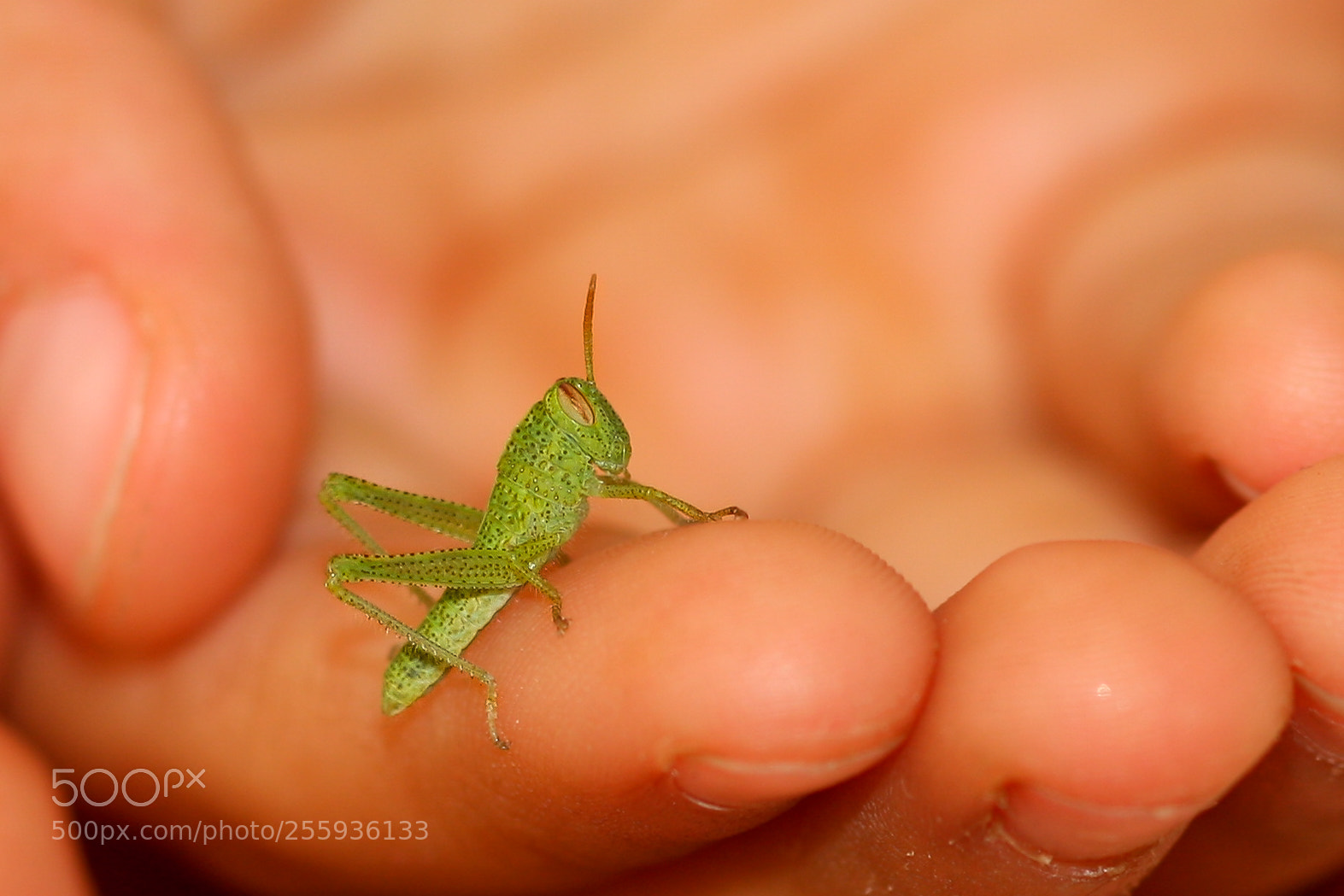 Canon EOS 40D sample photo. Little grasshopper photography