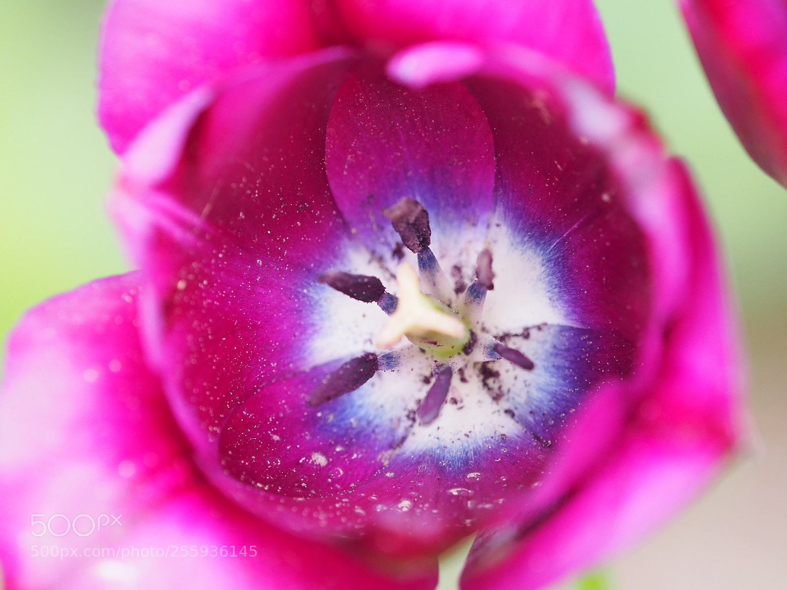 Olympus OM-D E-M5 II sample photo. Tulpe photography
