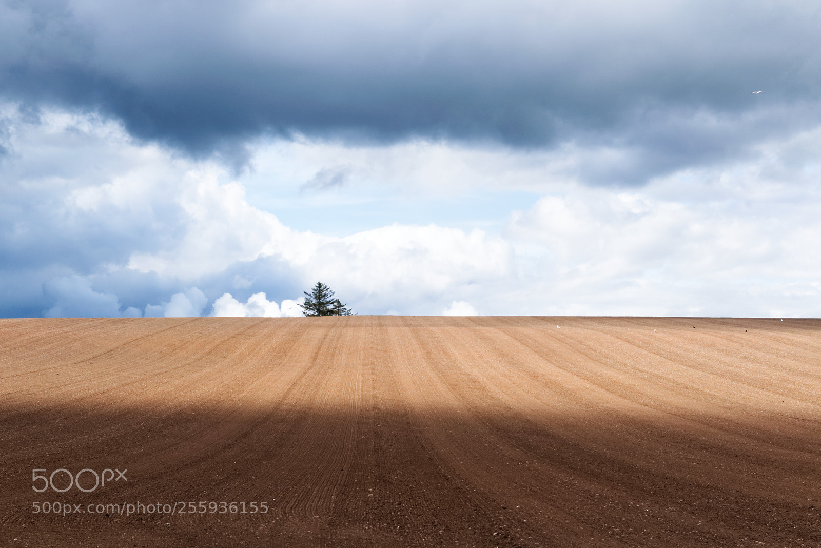 Nikon D5300 sample photo. A lonely tree photography