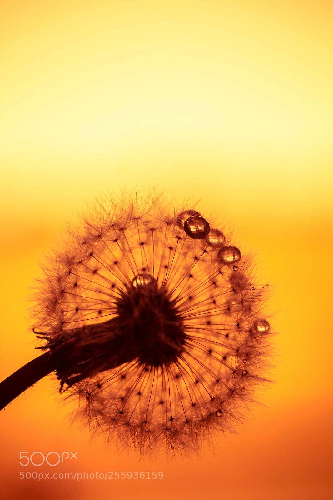Canon EOS 600D (Rebel EOS T3i / EOS Kiss X5) sample photo. Dandelion photography