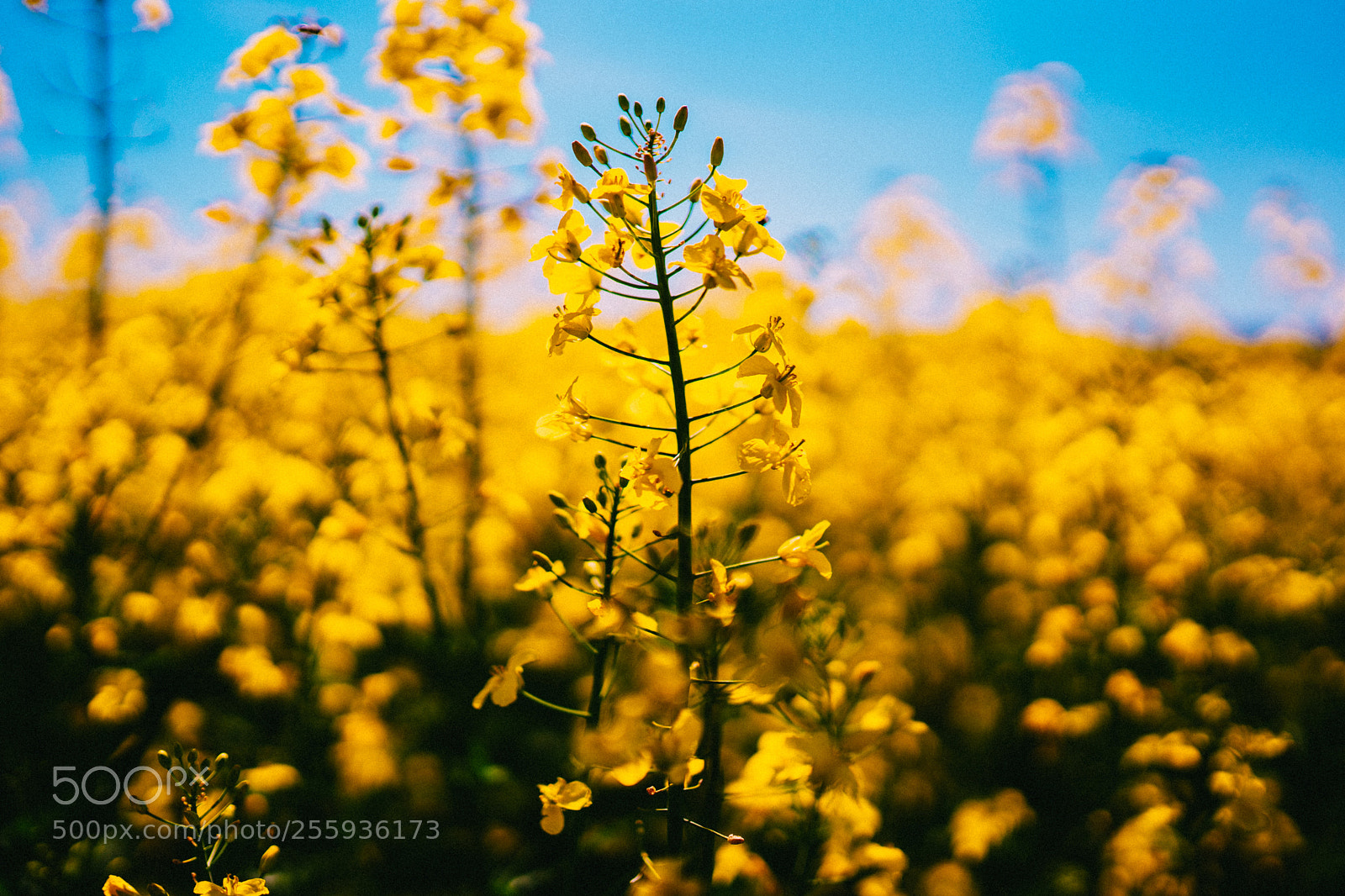 Sony a7 III sample photo. Flowerpower photography