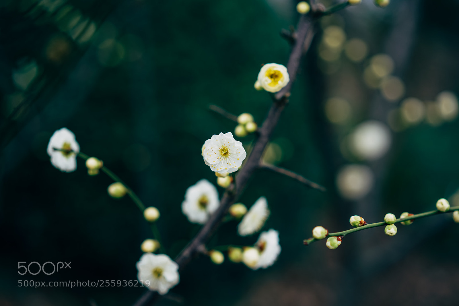 Sony a7 II sample photo. Plum dipper. photography