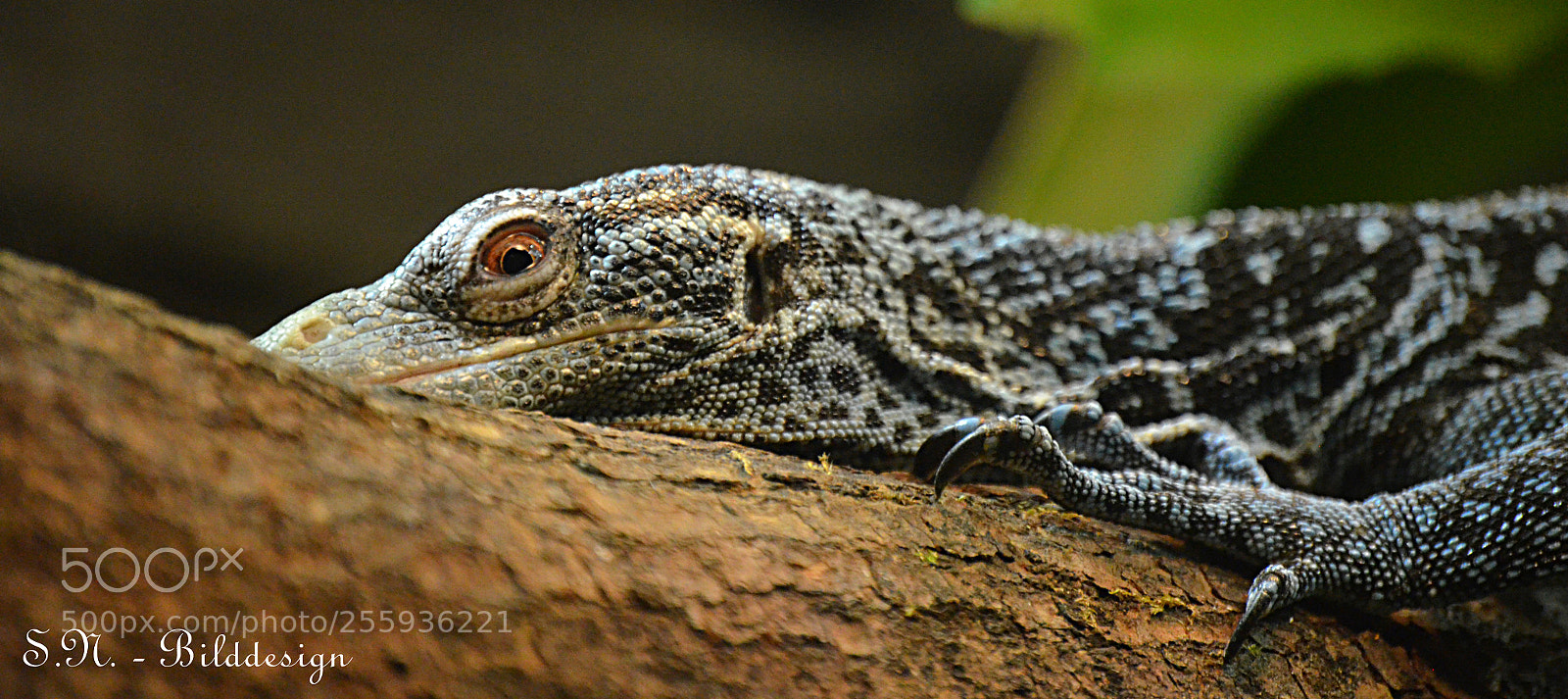 Nikon D5100 sample photo. ...eyes .... photography