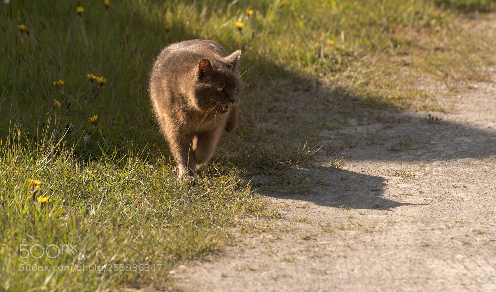 Nikon D500 sample photo. Blackie the killer photography
