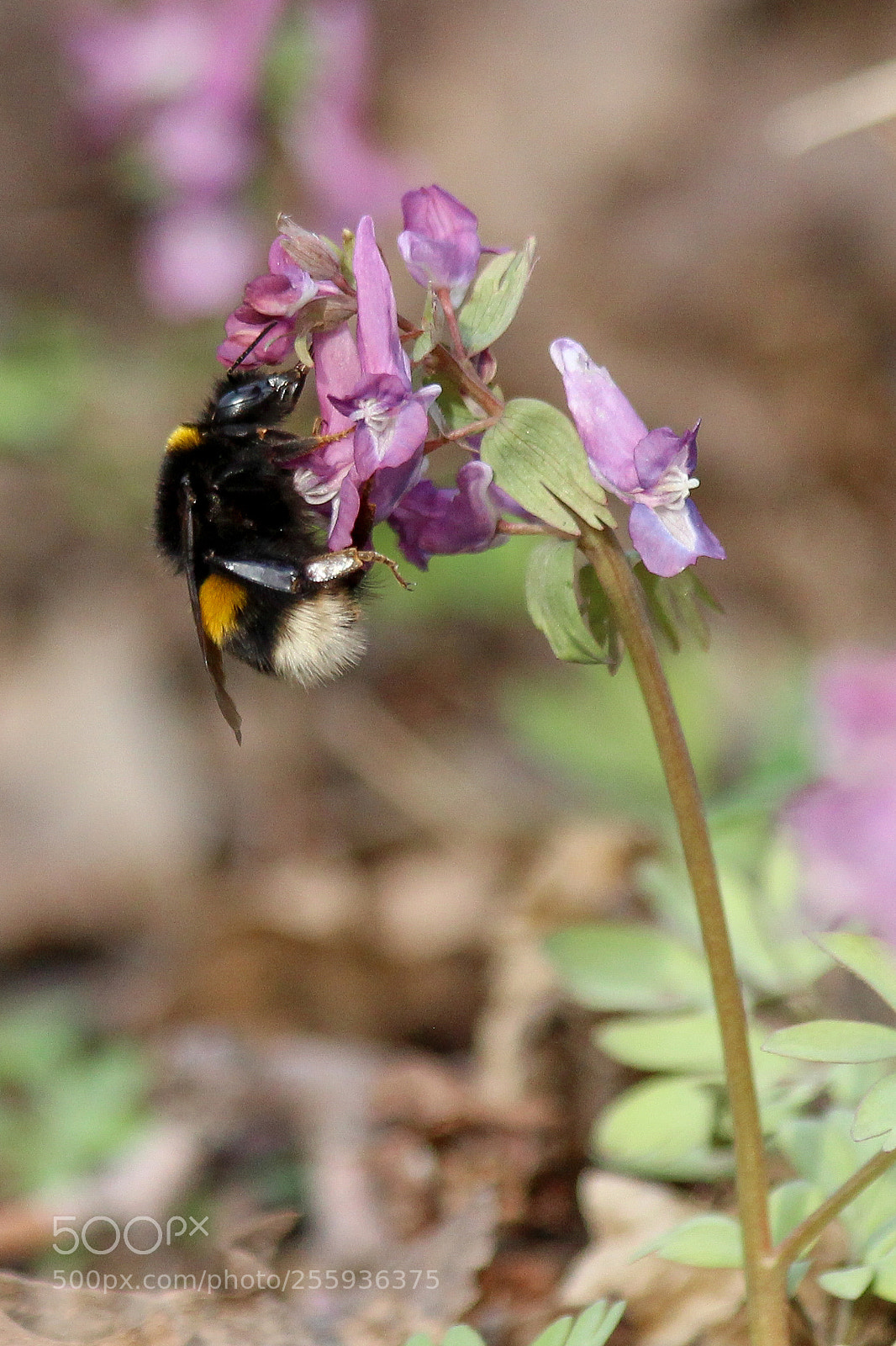 Canon EOS 600D (Rebel EOS T3i / EOS Kiss X5) sample photo. Bumblebee on a flower photography