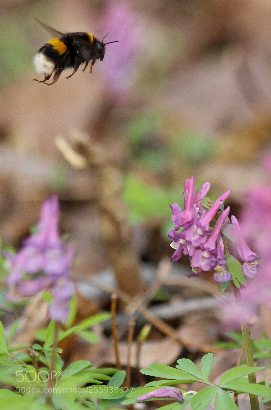 Canon EOS 600D (Rebel EOS T3i / EOS Kiss X5) sample photo. Bumblebee in flight photography