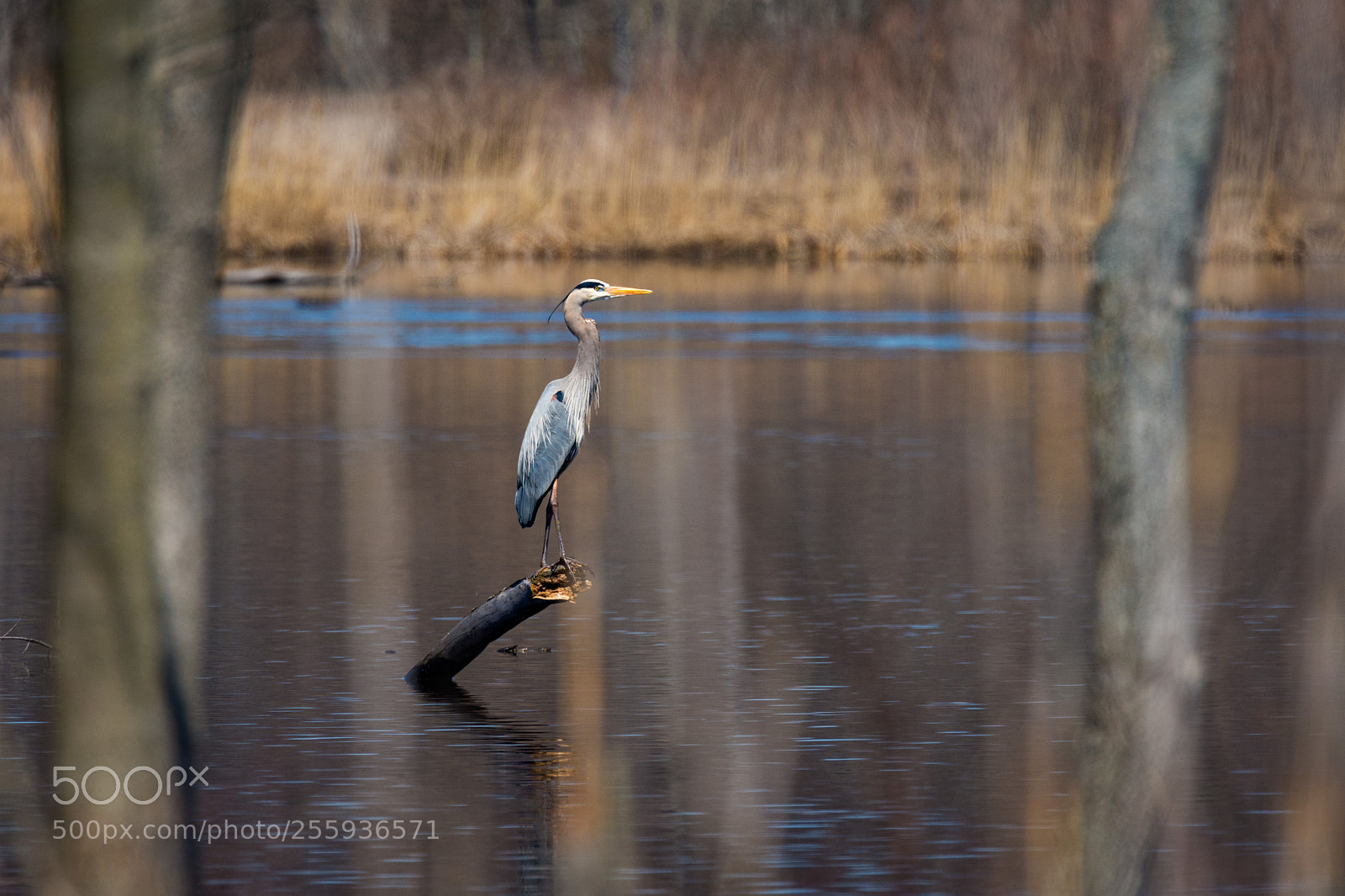 Nikon D7200 sample photo. Great blue heron on photography