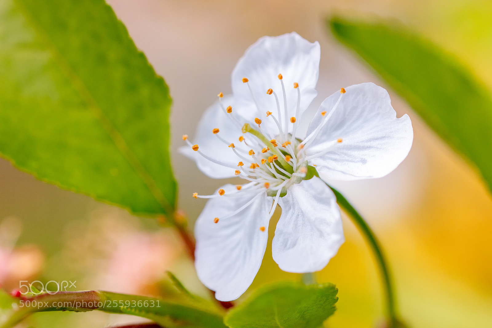 Canon EOS 60D sample photo. Cherry blossom photography