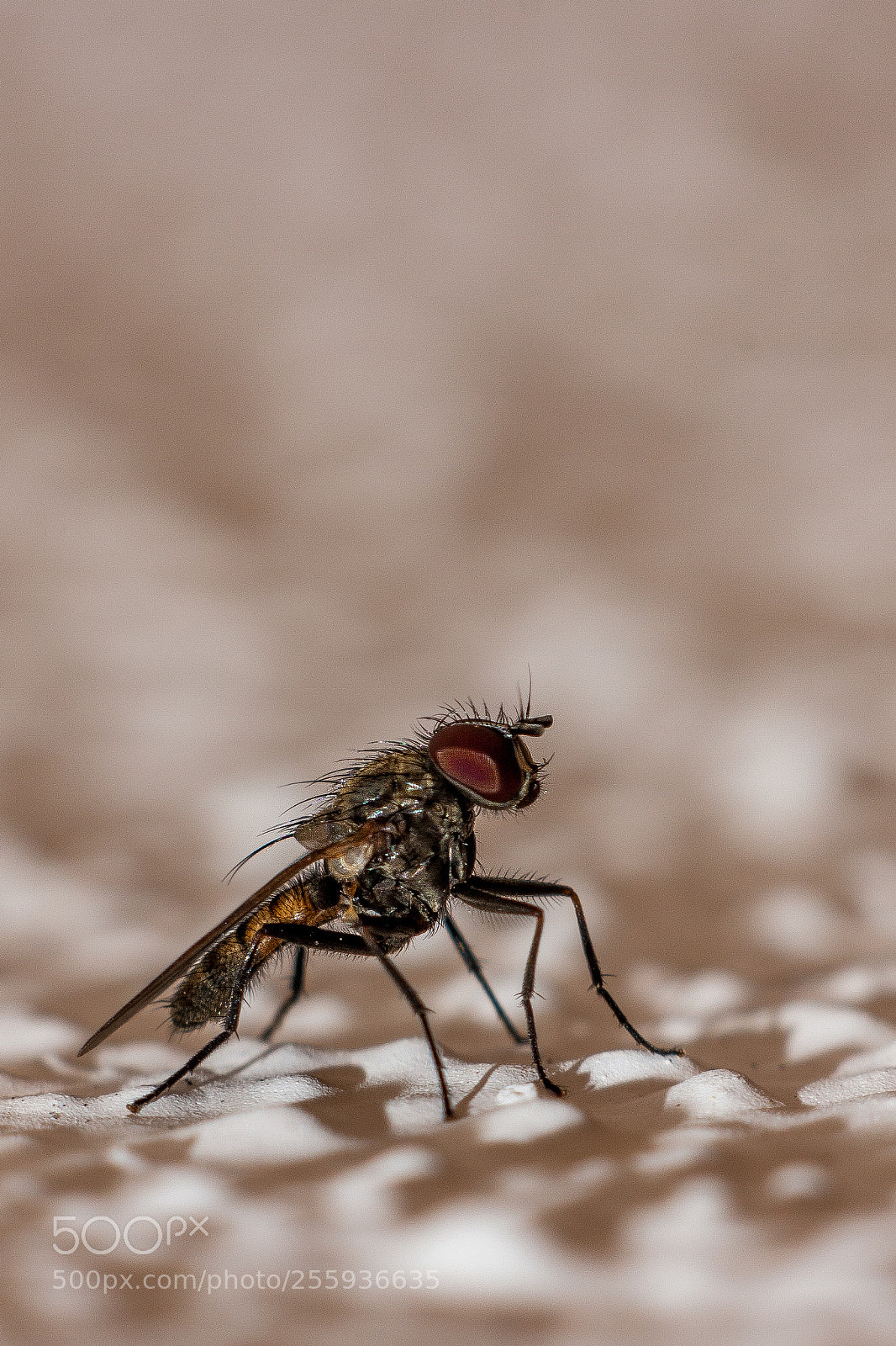 Canon EOS 40D sample photo. Fly photography