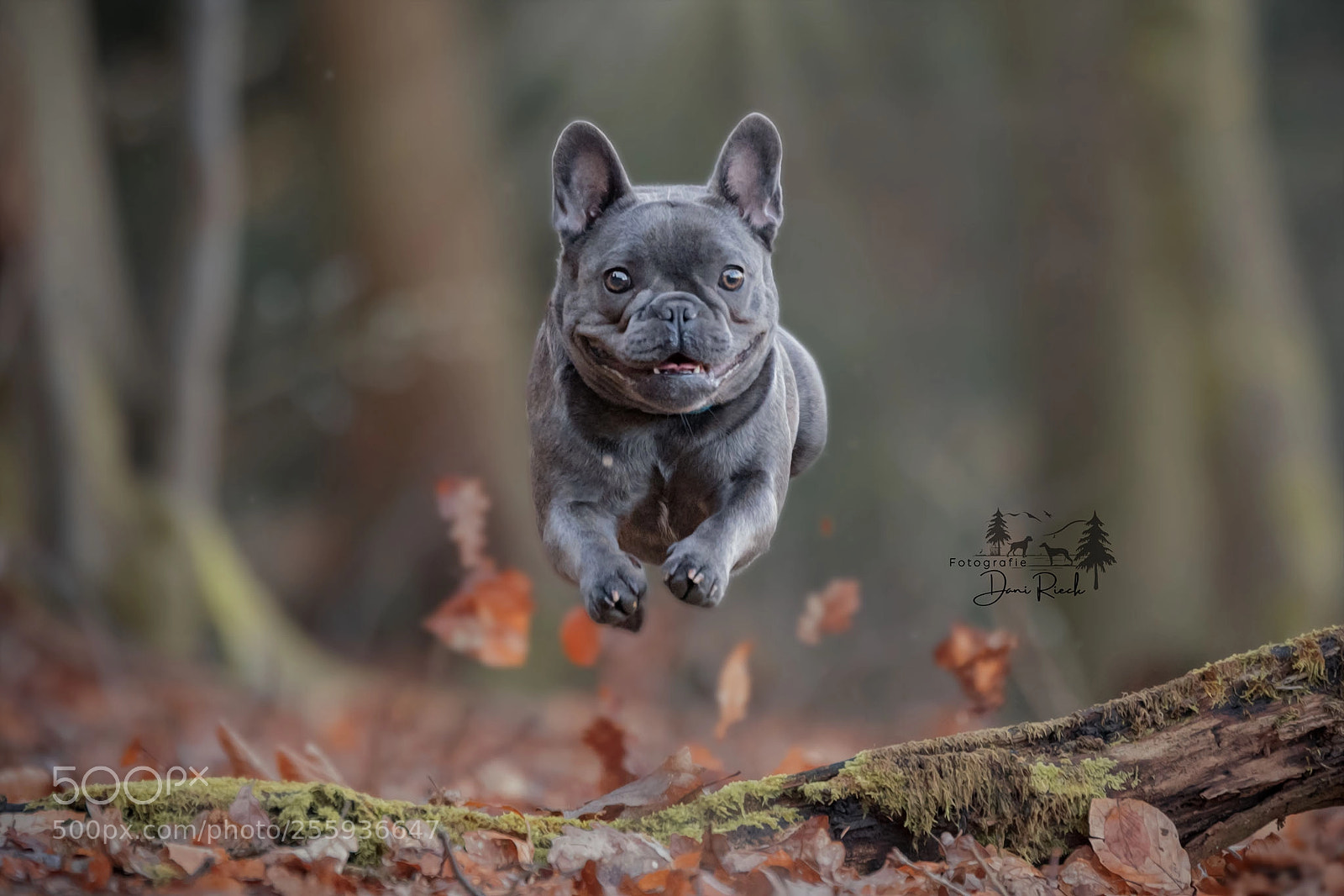 Nikon D500 sample photo. Jumping frenchie photography