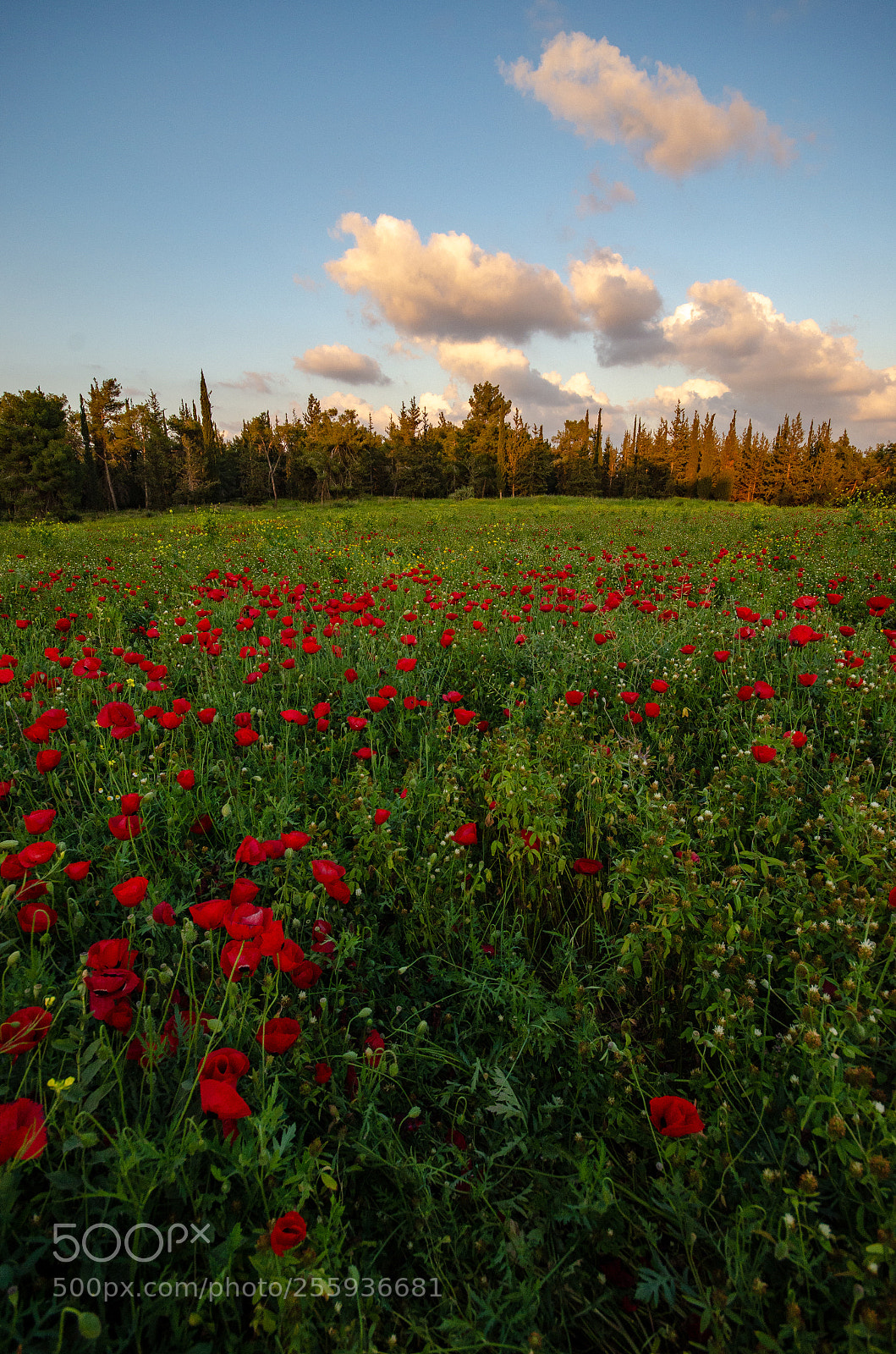 Nikon D7000 sample photo. Red track photography