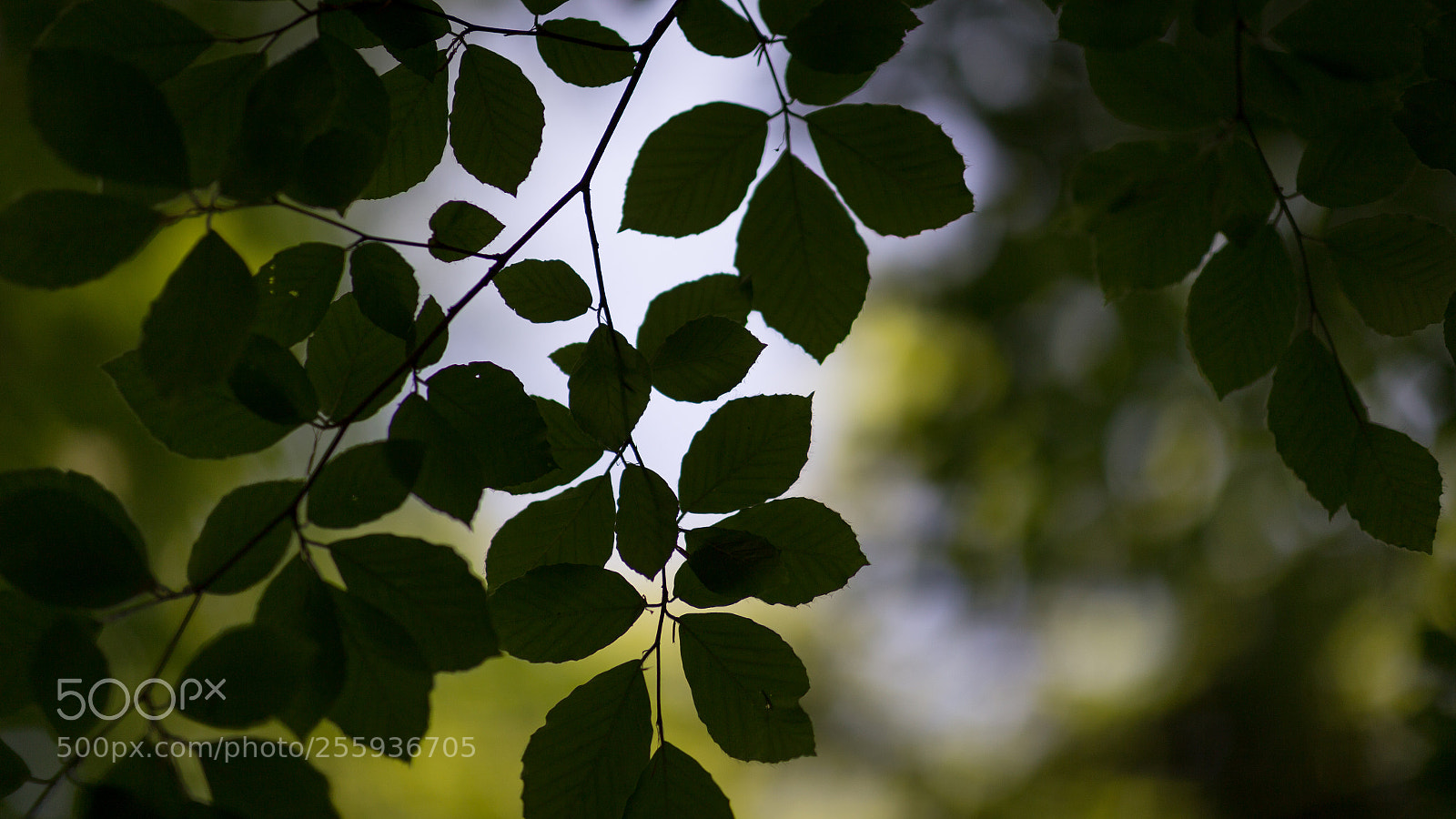 Canon EOS 6D sample photo. Leaves of äspring photography