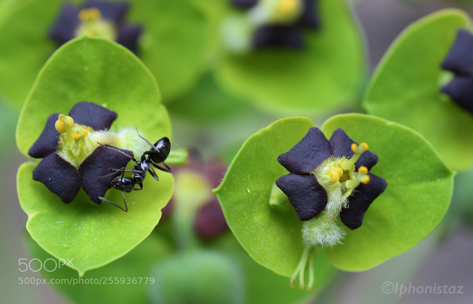 Nikon D500 sample photo. Ant at work photography