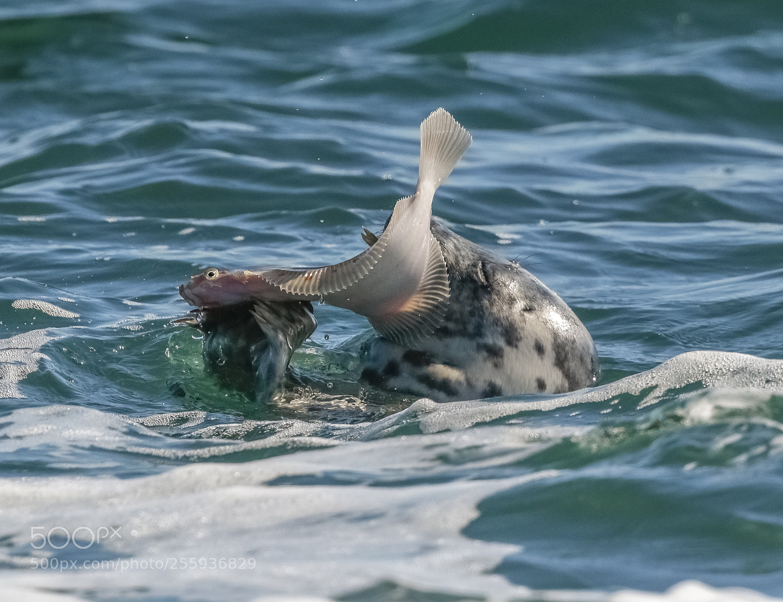 Canon EOS 7D Mark II sample photo. Plaice time photography