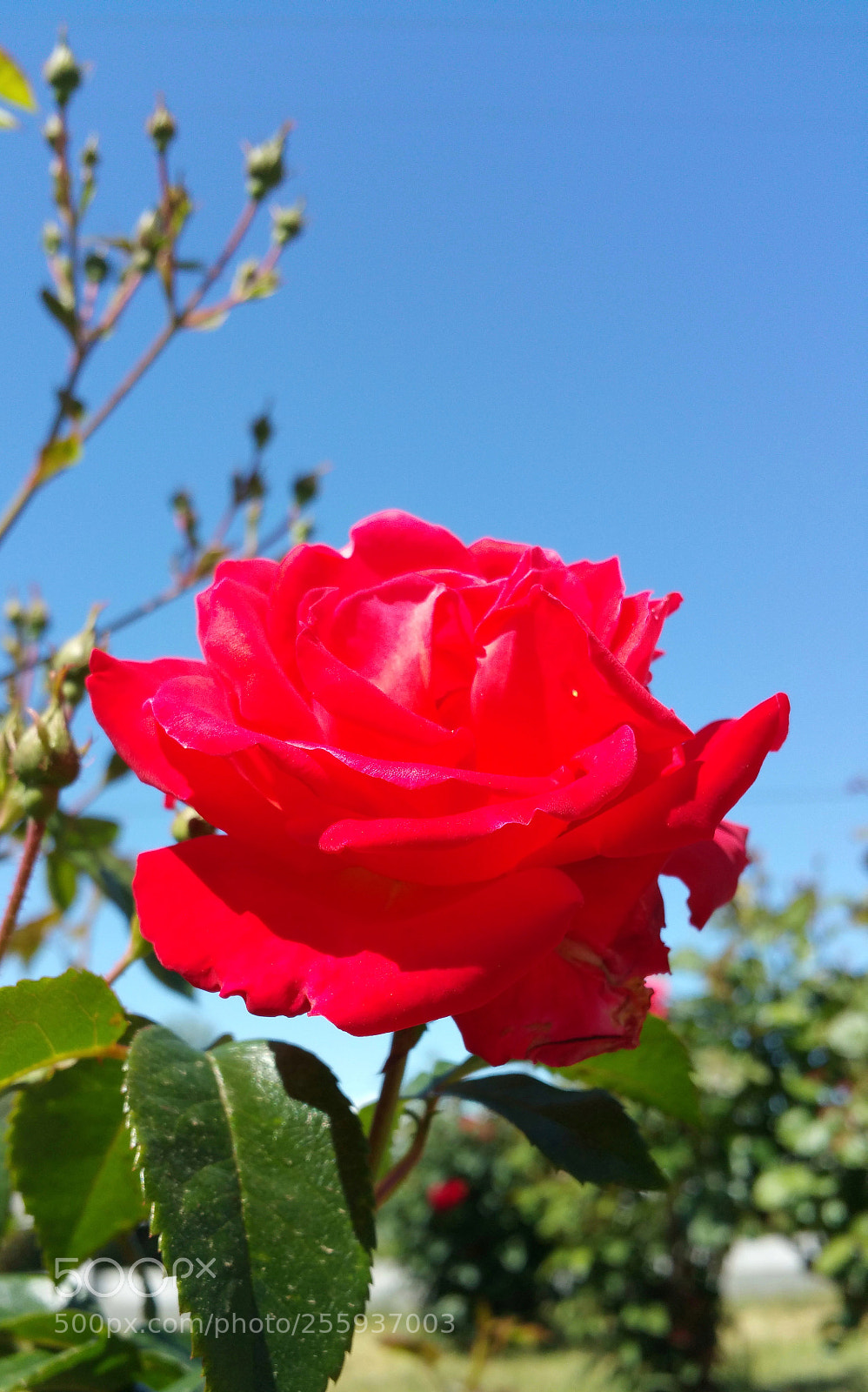 Samsung Galaxy Note4 sample photo. What a color! photography