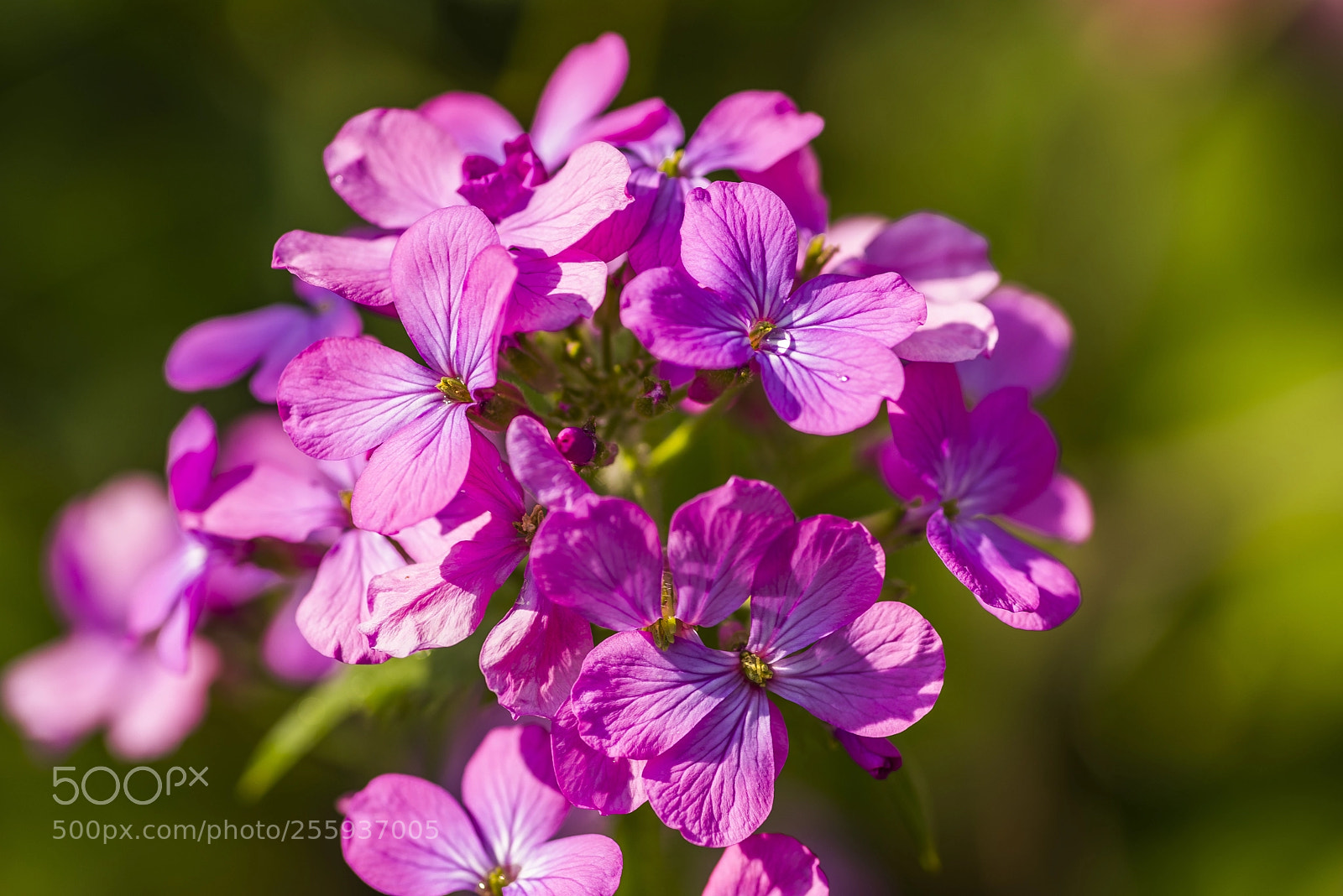 Pentax K-1 sample photo. Lunaria photography