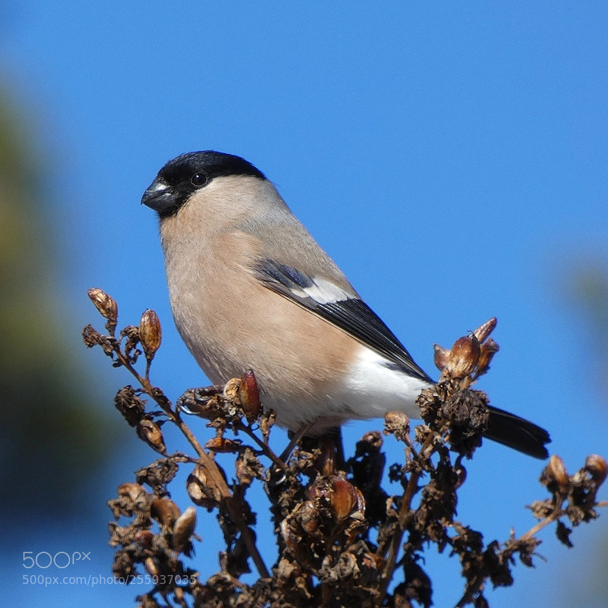 Panasonic Lumix DC-FZ80 (Lumix DC-FZ82) sample photo. Miss bullfinch photography