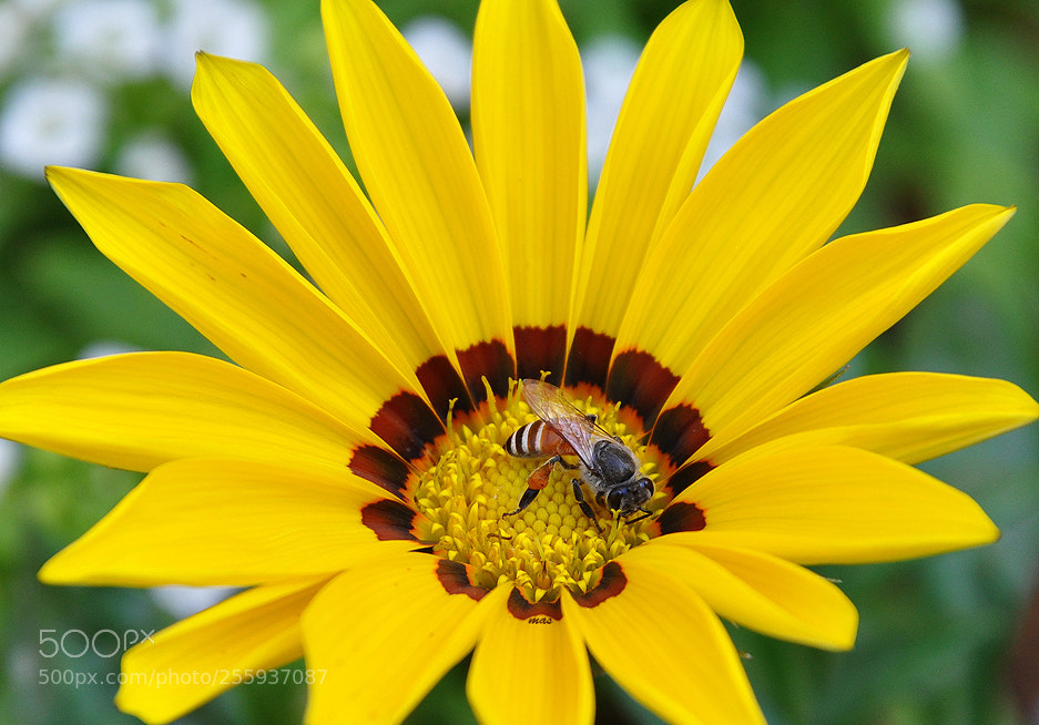 Nikon D90 sample photo. Bee photography