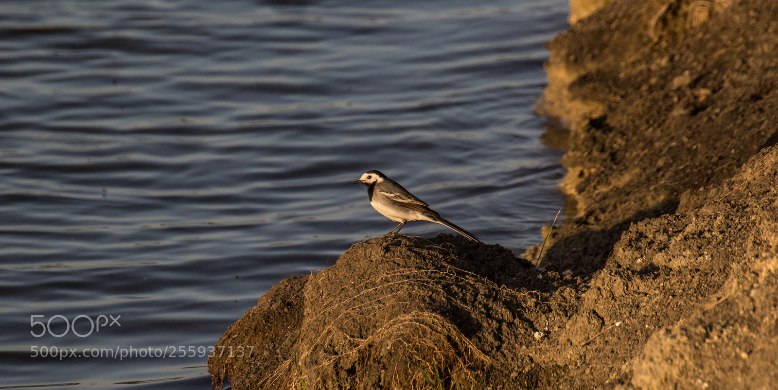Canon EOS 60D sample photo. Motacilla alba photography