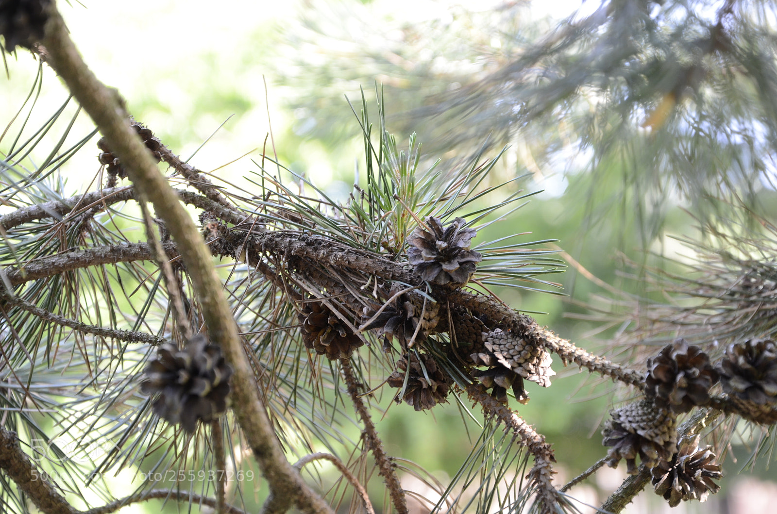 Nikon D7000 sample photo. Pine cone photography