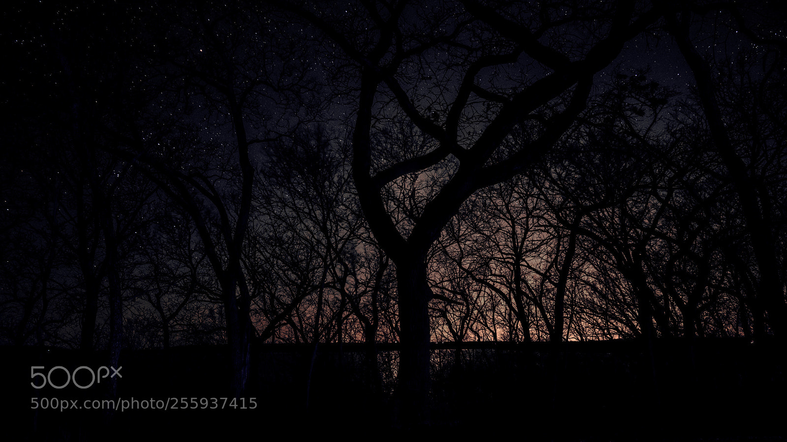 Sony a7R II sample photo. Through the trees photography