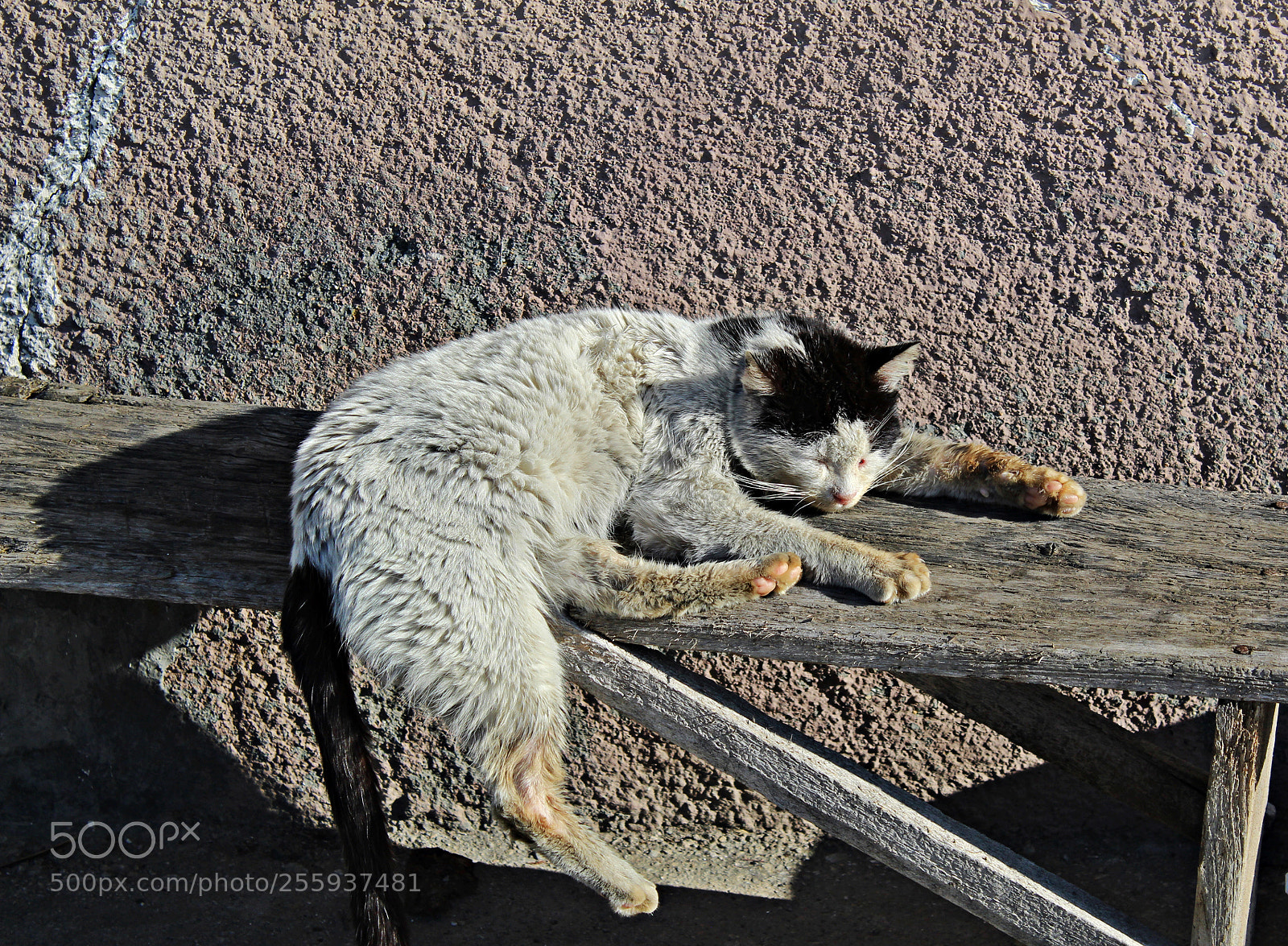 Canon EOS 1300D (EOS Rebel T6 / EOS Kiss X80) sample photo. Gato en plan siesta photography