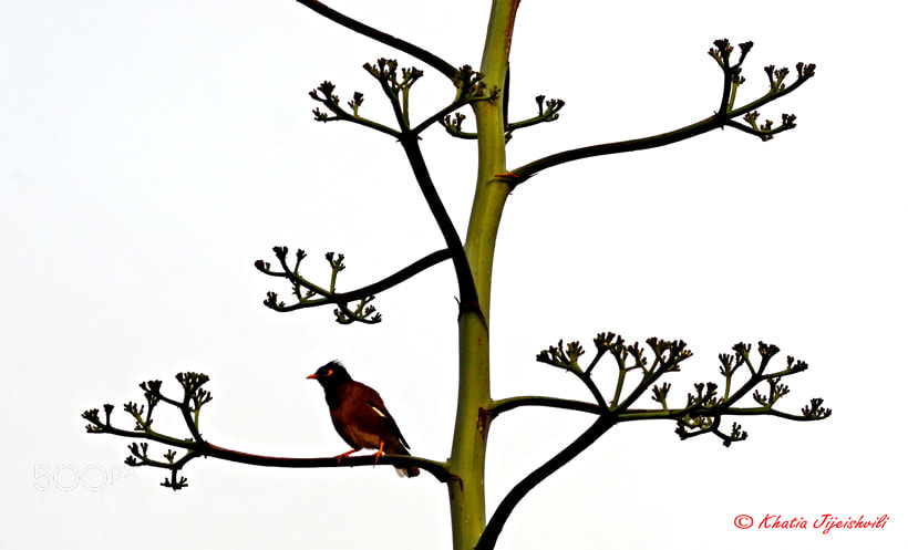 Nikon D7100 sample photo. Bird photography