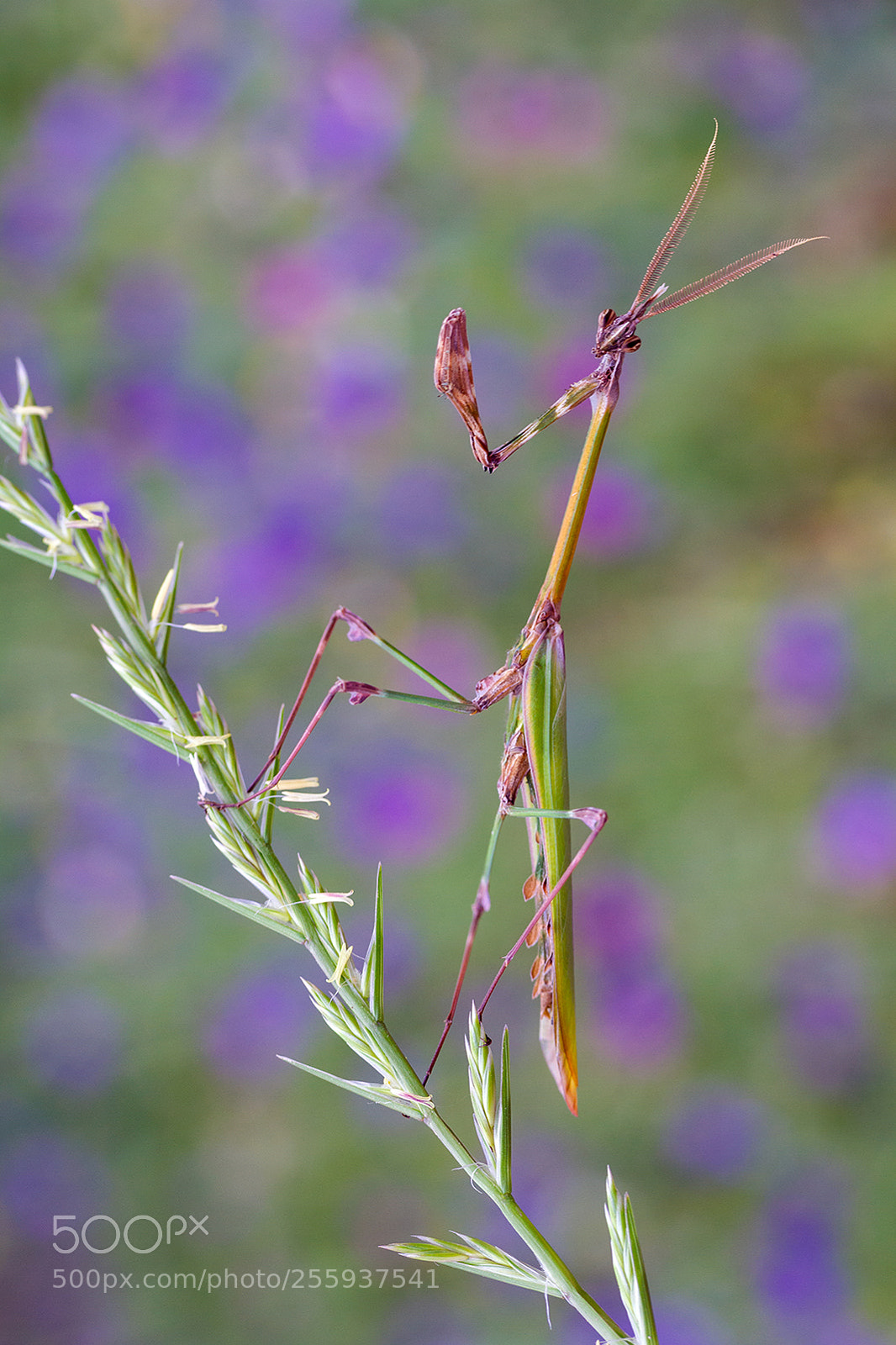 Canon EOS 7D sample photo. Empusa fasciata photography