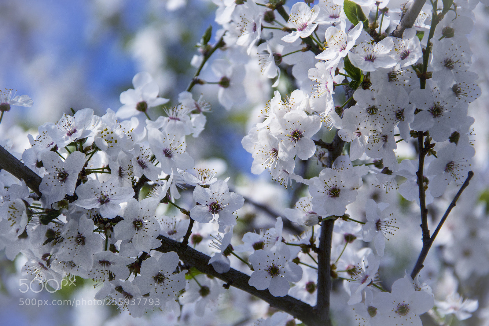 Canon EOS 60D sample photo. White blooming in spring photography