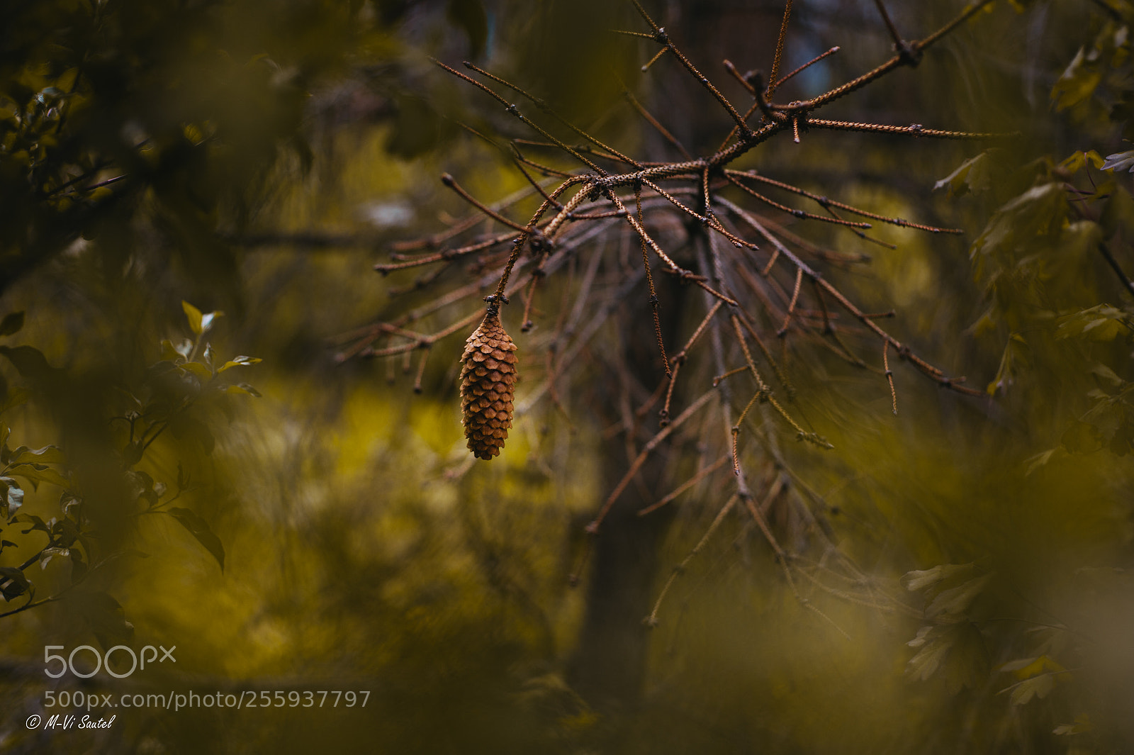 Nikon D700 sample photo. Le silence photography