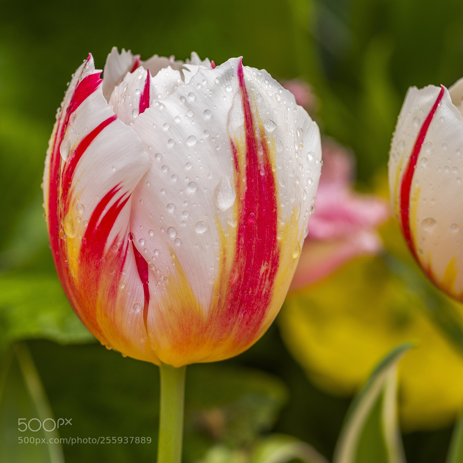 Pentax K-1 sample photo. Tulipdrops photography