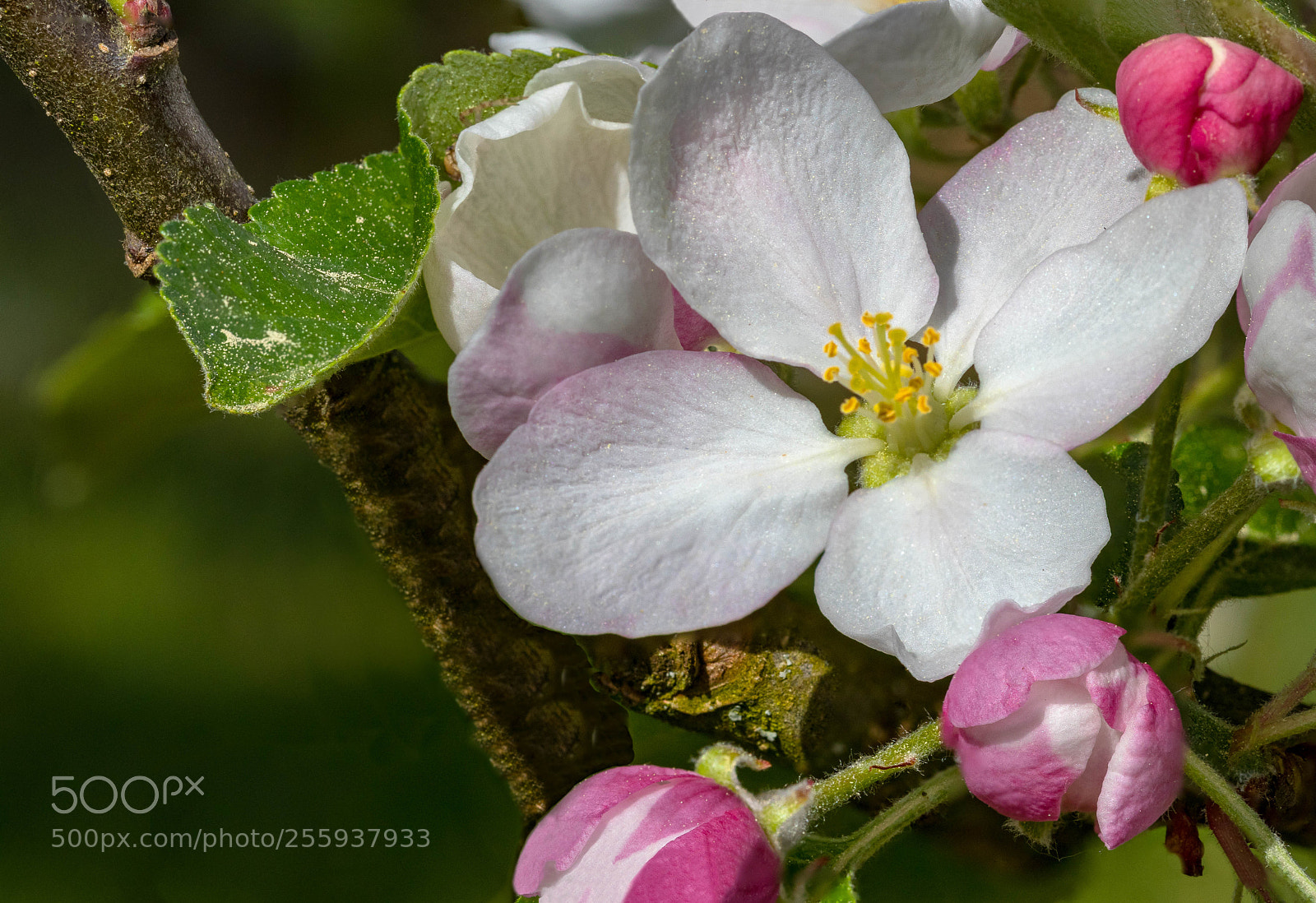 Canon EOS 200D (EOS Rebel SL2 / EOS Kiss X9) sample photo. Apple blossom photography