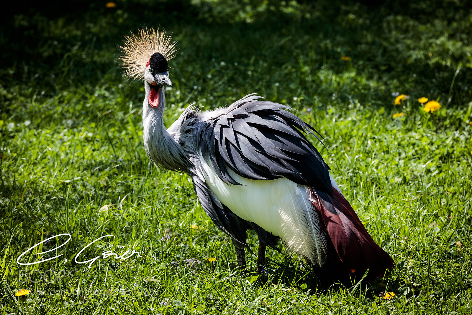 Canon EOS 77D (EOS 9000D / EOS 770D) sample photo. Balearica pavonina photography