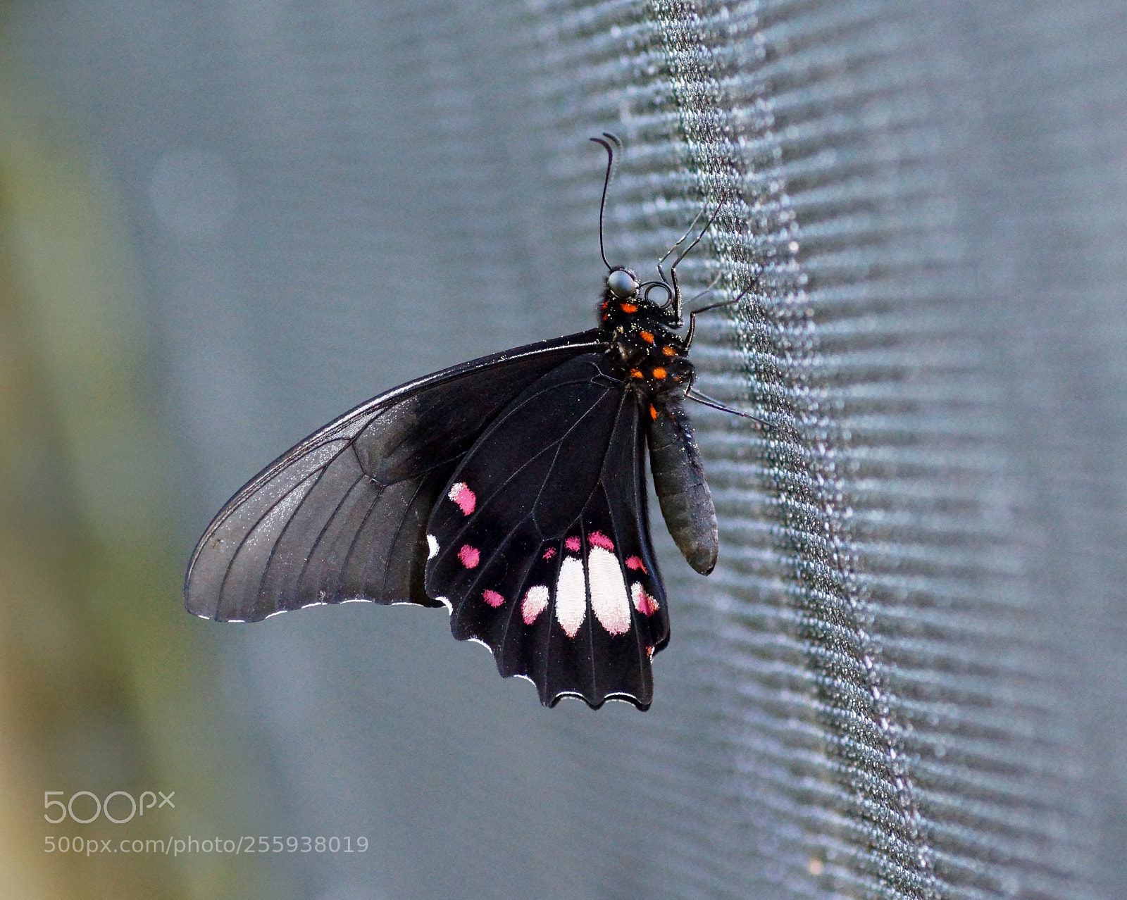 Sony SLT-A77 sample photo. Butterfly hanging on the photography