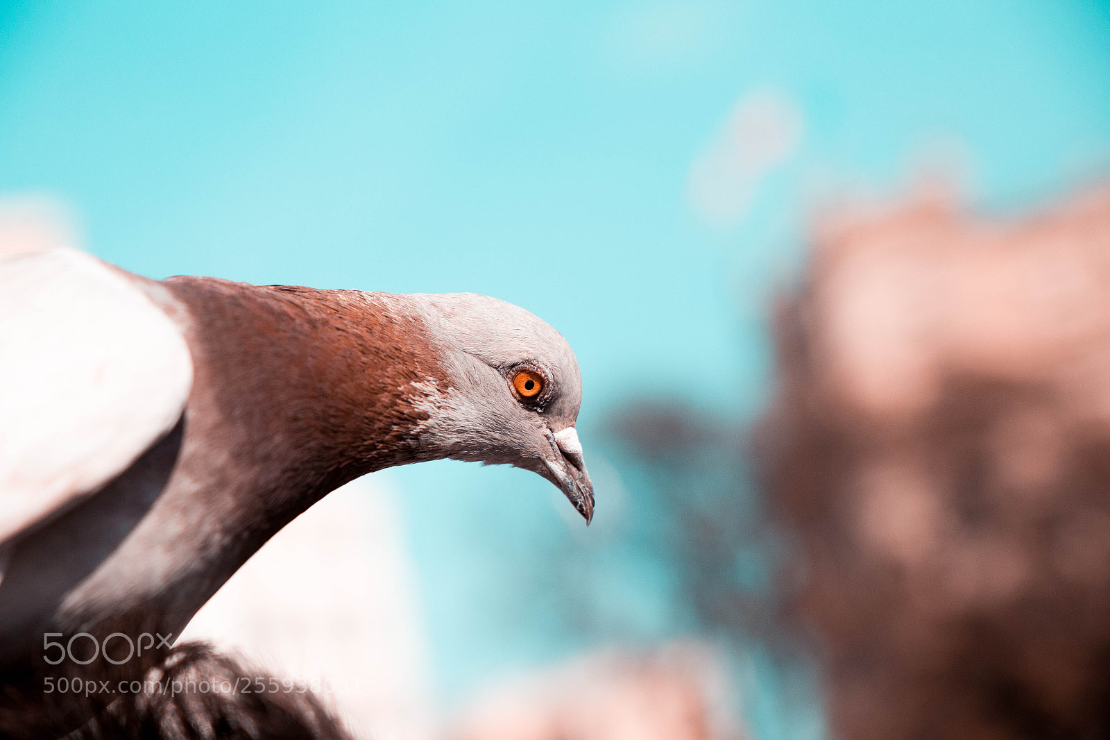 Canon EOS 6D sample photo. Silent dove photography