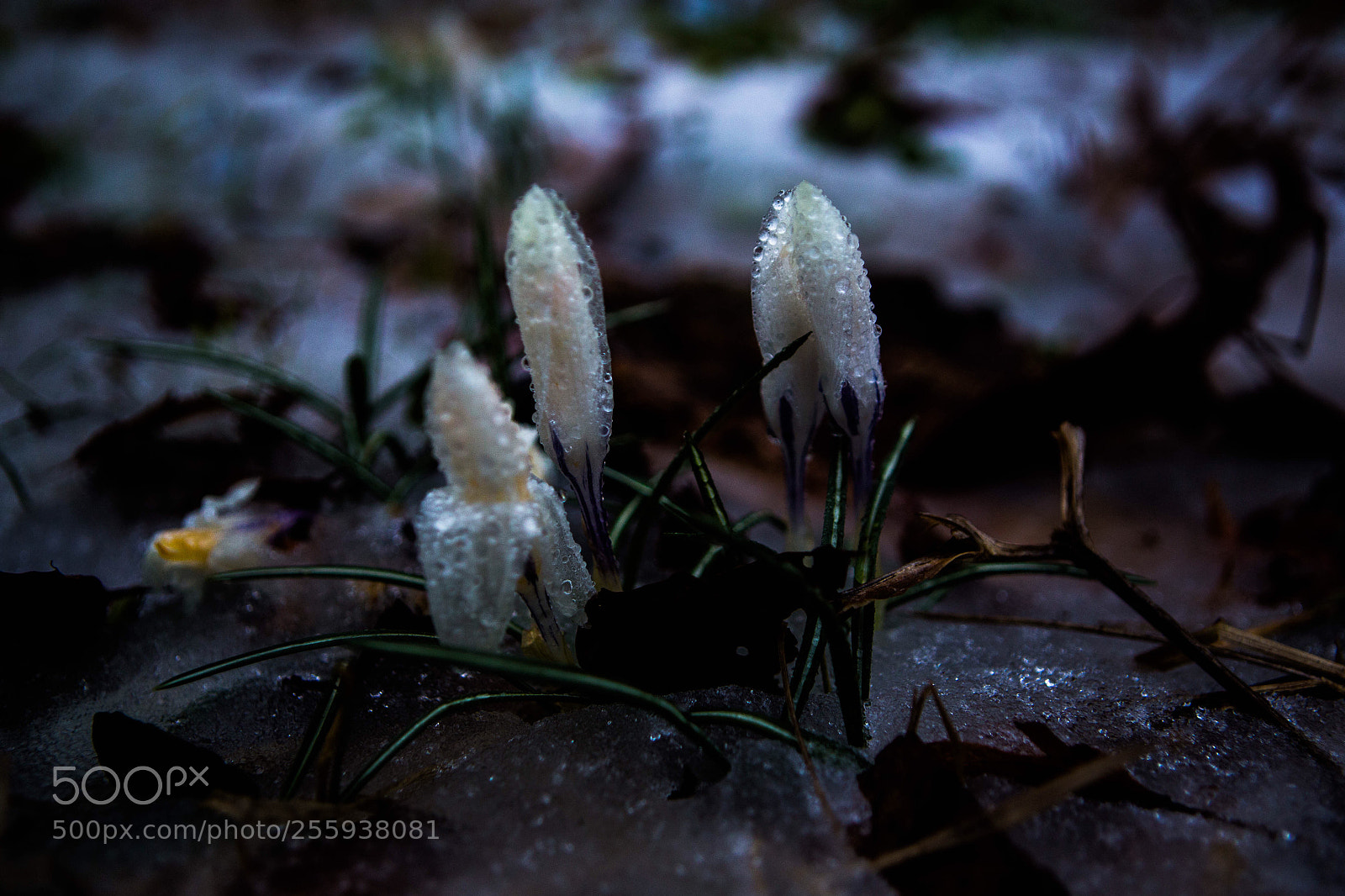 Canon EOS 6D sample photo. Spring abounding photography