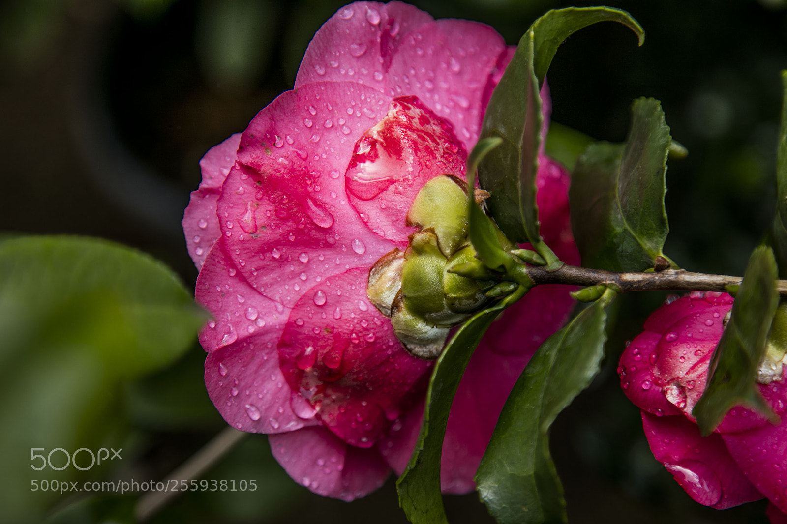 Canon EOS 5DS sample photo. Macro flower photography