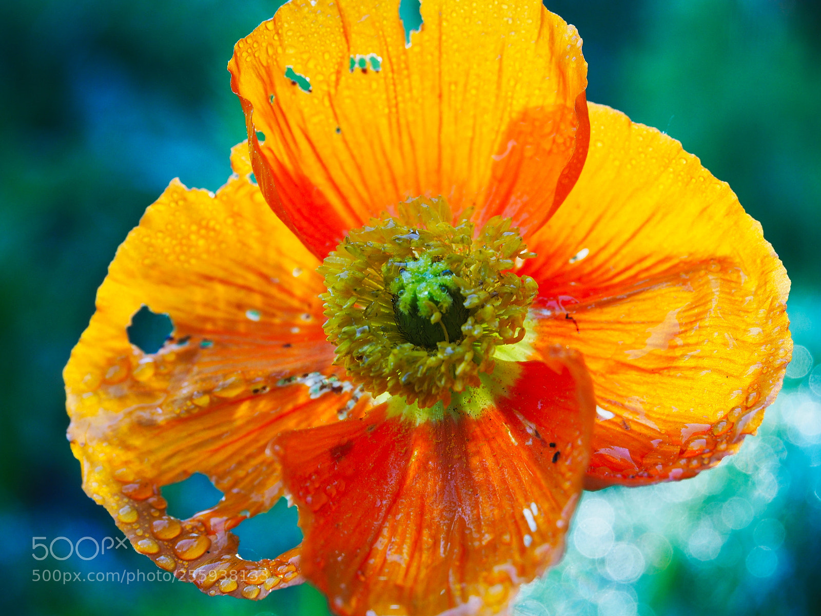 Olympus PEN E-PL5 sample photo. Wet and holey photography