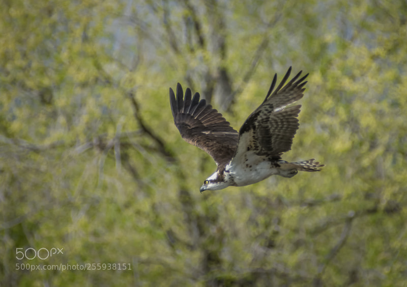 Nikon D7200 sample photo. Osprey in flight photography