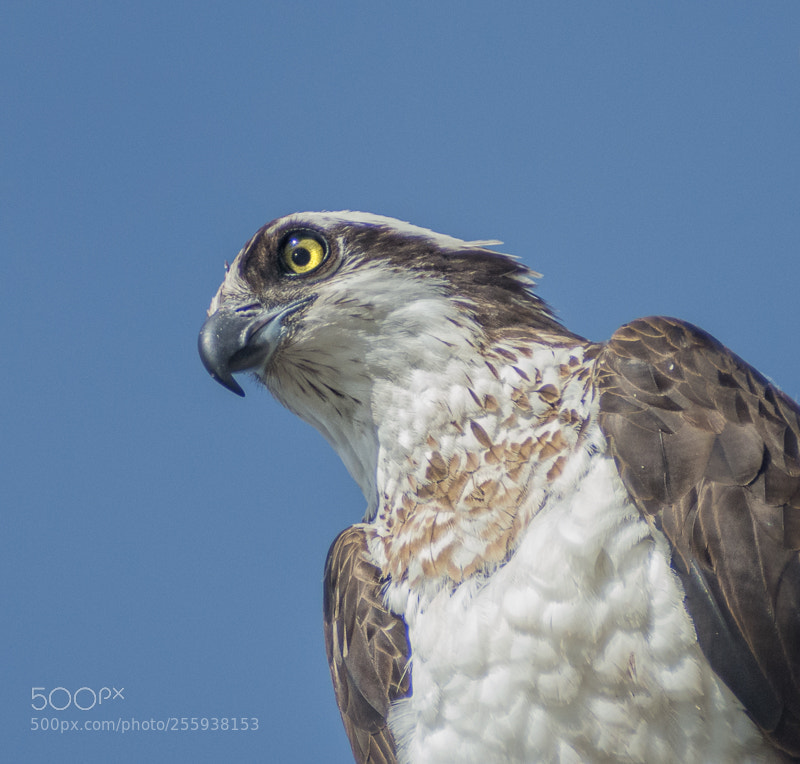 Nikon D7200 sample photo. Osprey 1 photography