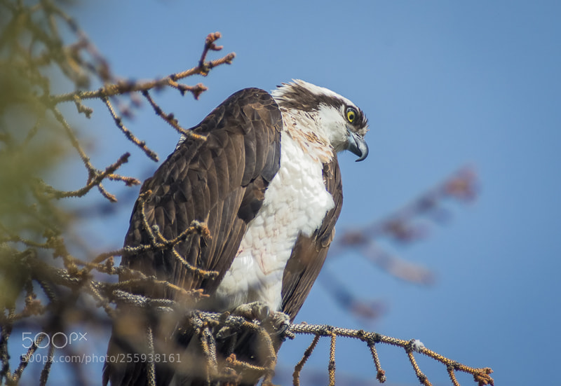 Nikon D7200 sample photo. Osprey 2 photography
