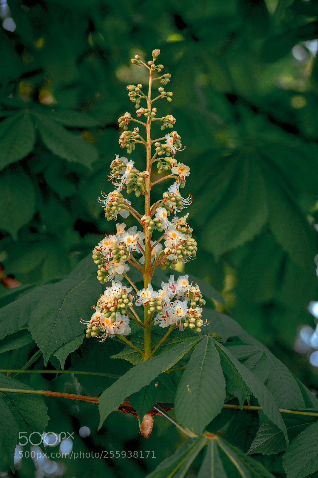 Canon EOS 6D sample photo. Chestnut blossoms photography