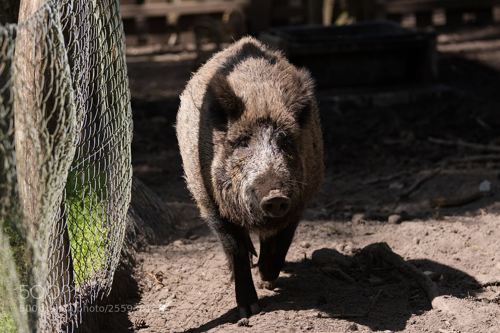 Canon EOS 650D (EOS Rebel T4i / EOS Kiss X6i) sample photo. Boar mother checks the photography