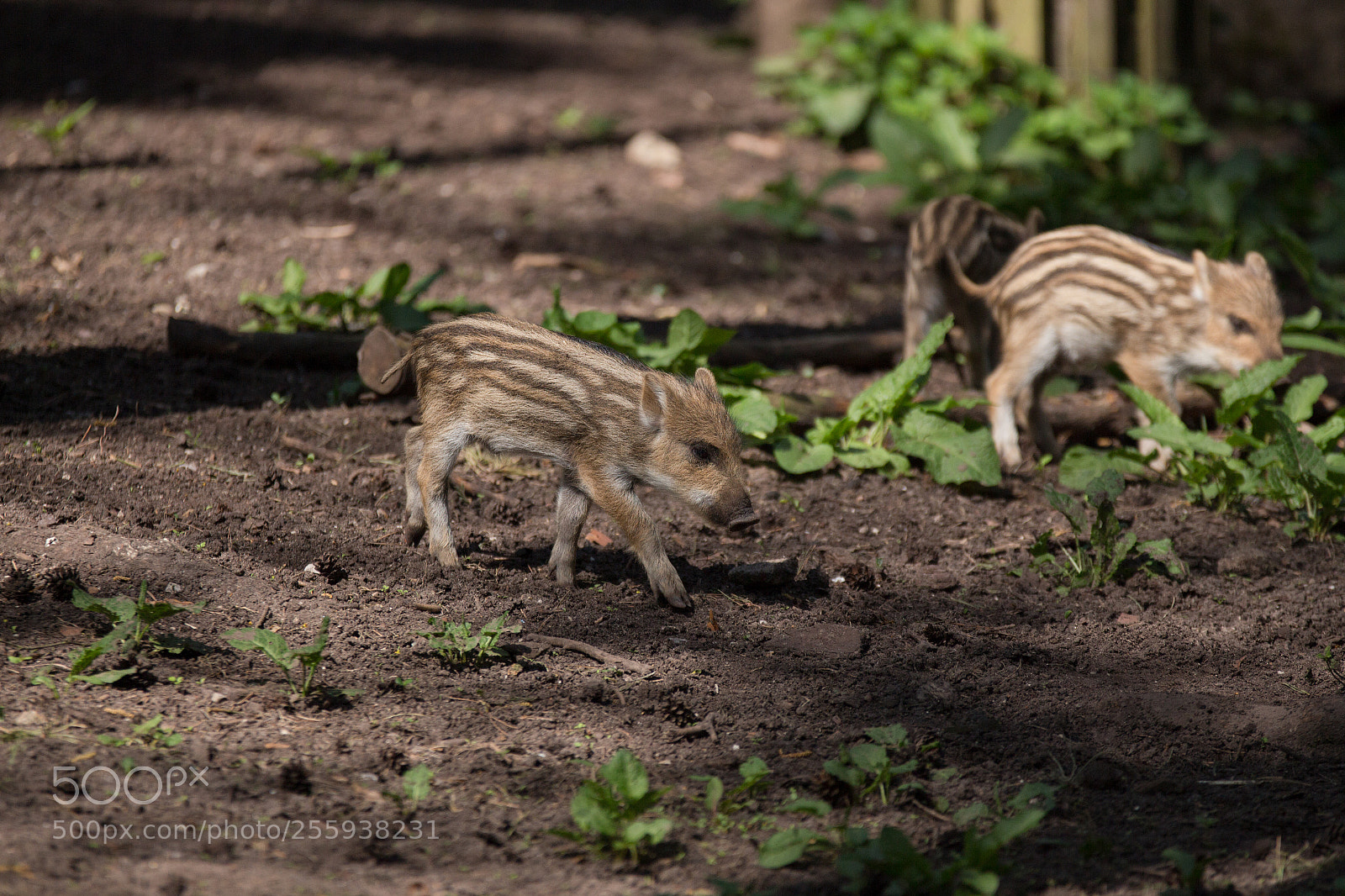 Canon EOS 650D (EOS Rebel T4i / EOS Kiss X6i) sample photo. Boar freshlings looking for photography