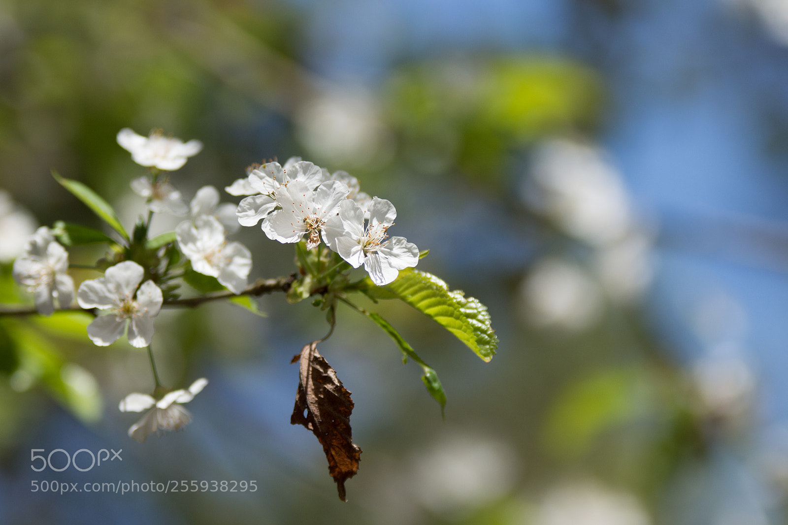 Canon EOS 650D (EOS Rebel T4i / EOS Kiss X6i) sample photo. Blooming tree with an photography