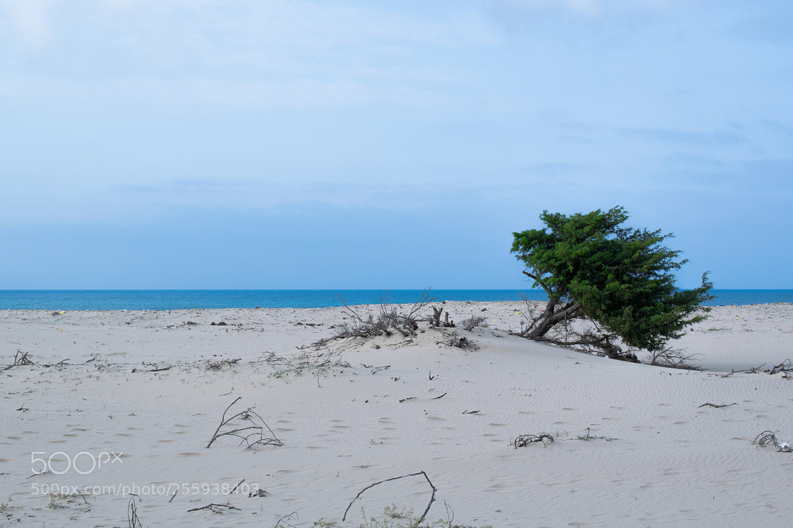 Nikon D5300 sample photo. Tonely tree photography