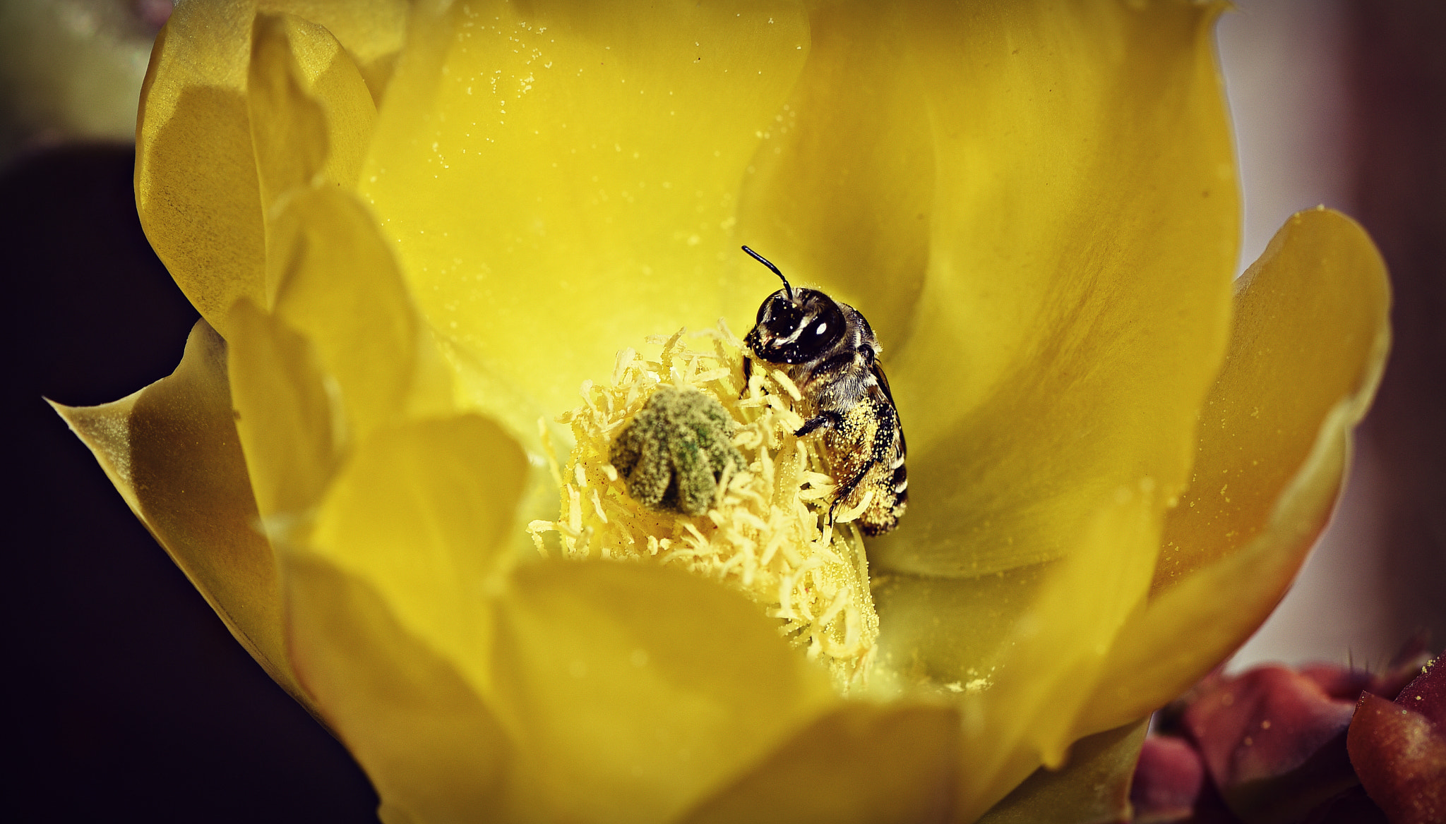 Nikon AF-S Micro-Nikkor 105mm F2.8G IF-ED VR sample photo. Busy bee..in the nopal flower photography